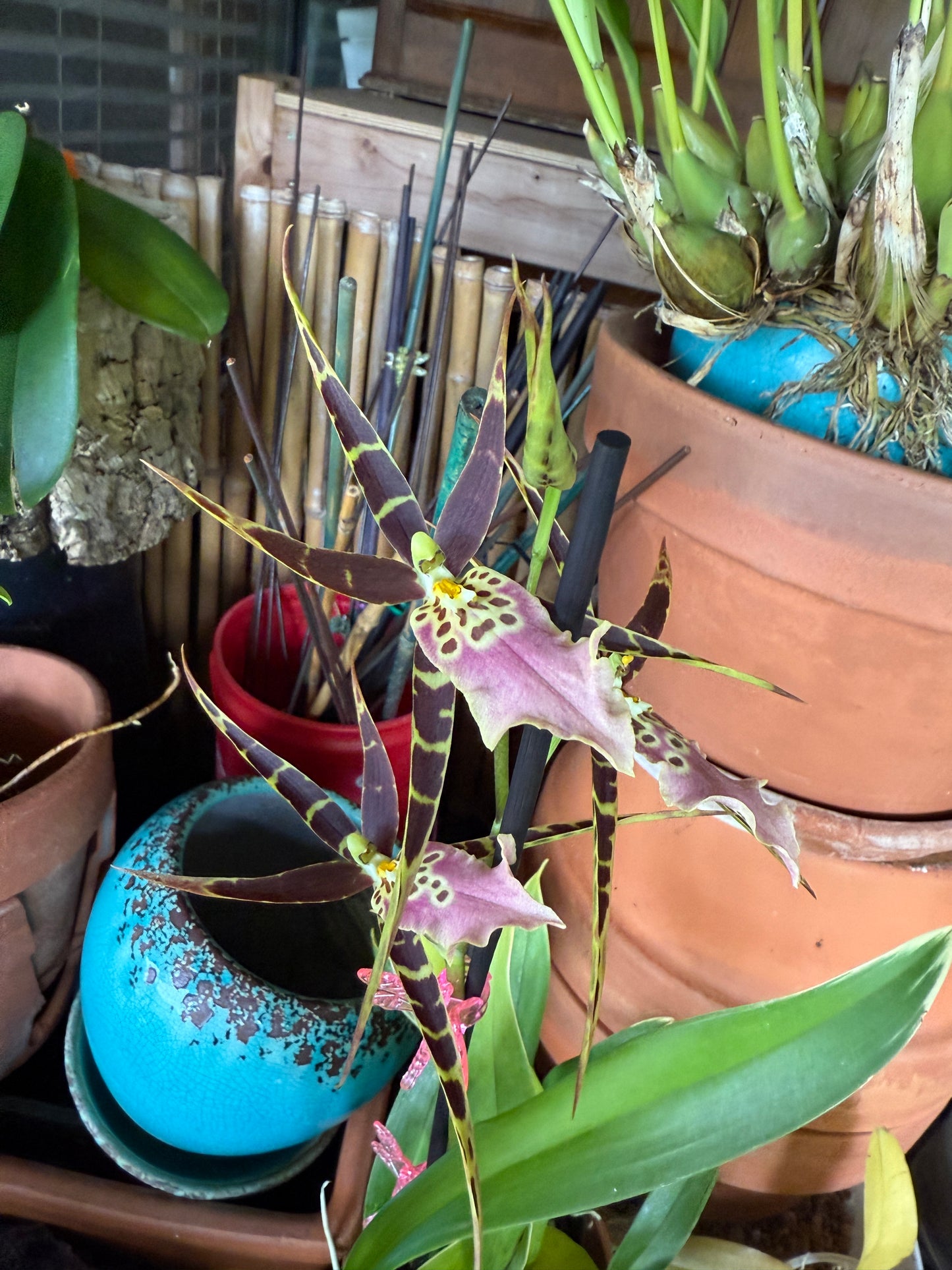 Mtssa. Shelob 'Okika'