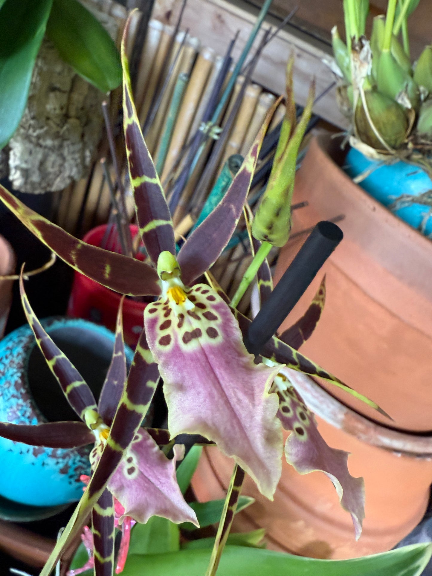 Mtssa. Shelob 'Okika'