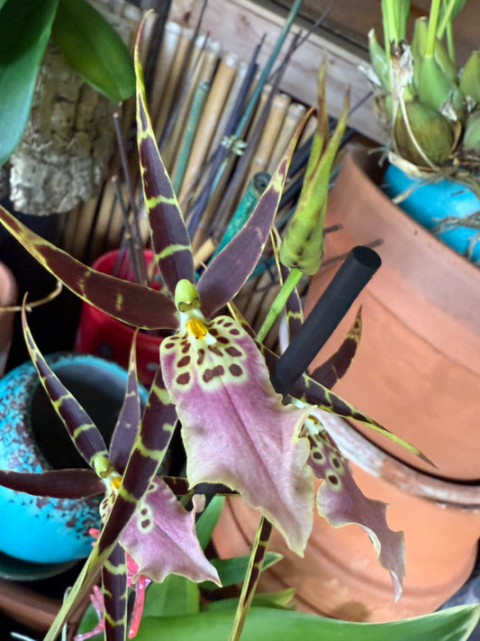 Mtssa. Shelob 'Okika'