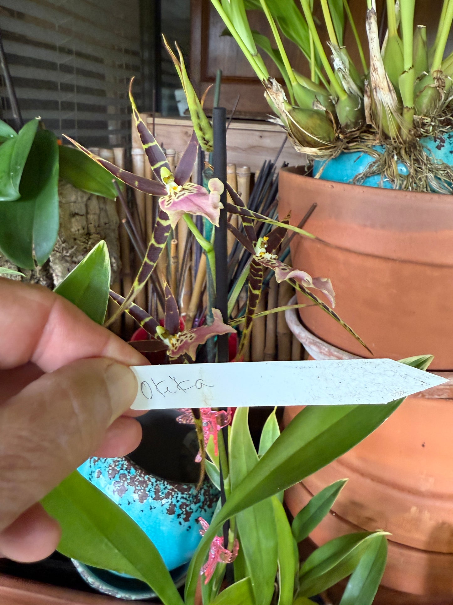 Mtssa. Shelob 'Okika'