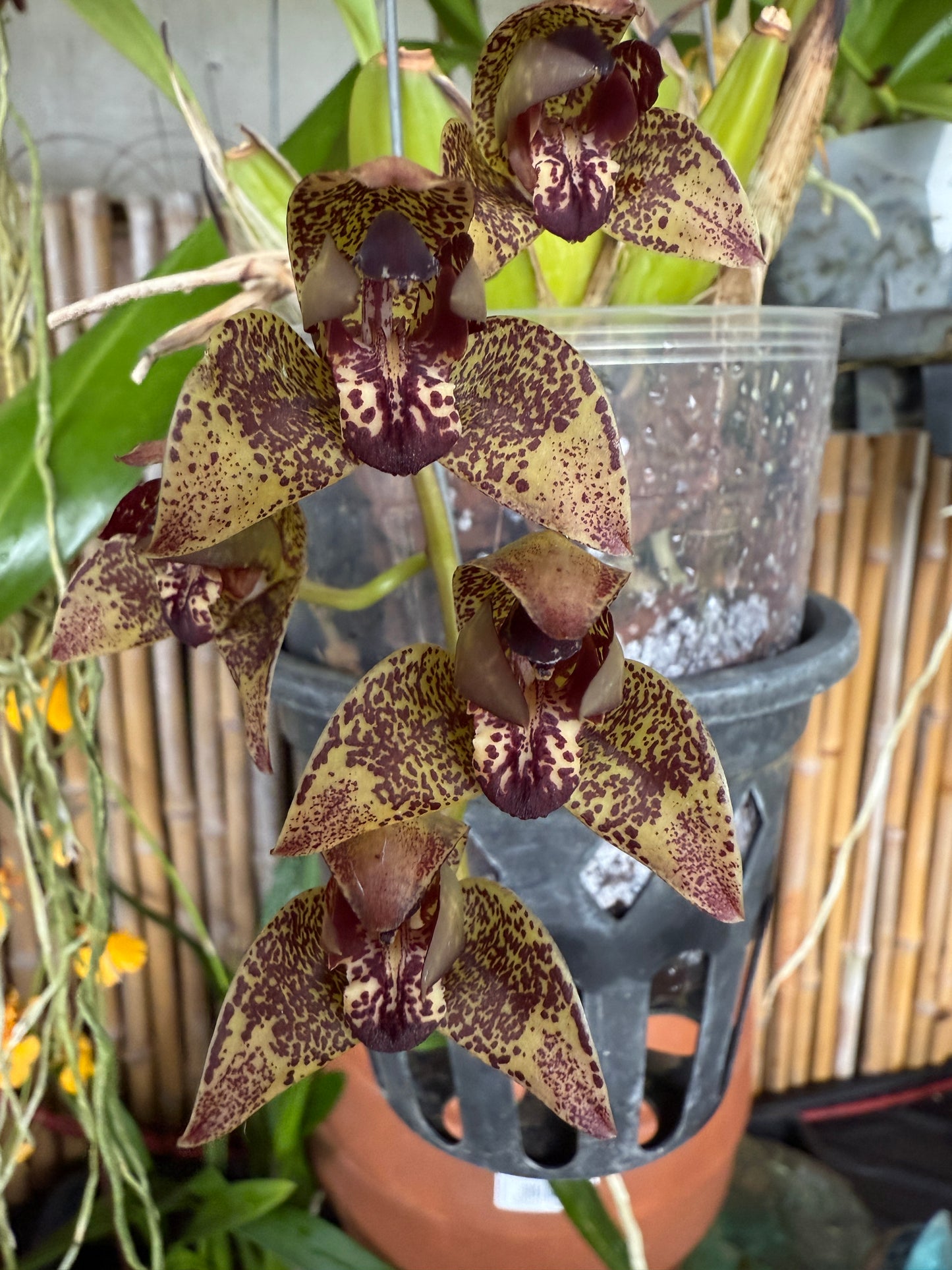 Grammothecopus Radziah Jelita