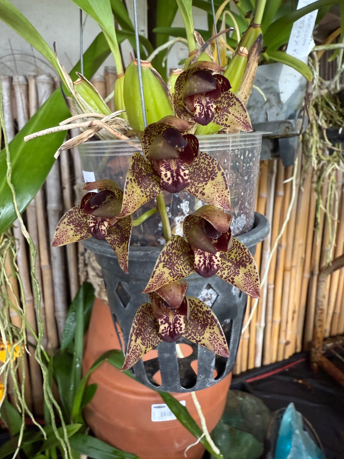 Grammothecopus Radziah Jelita