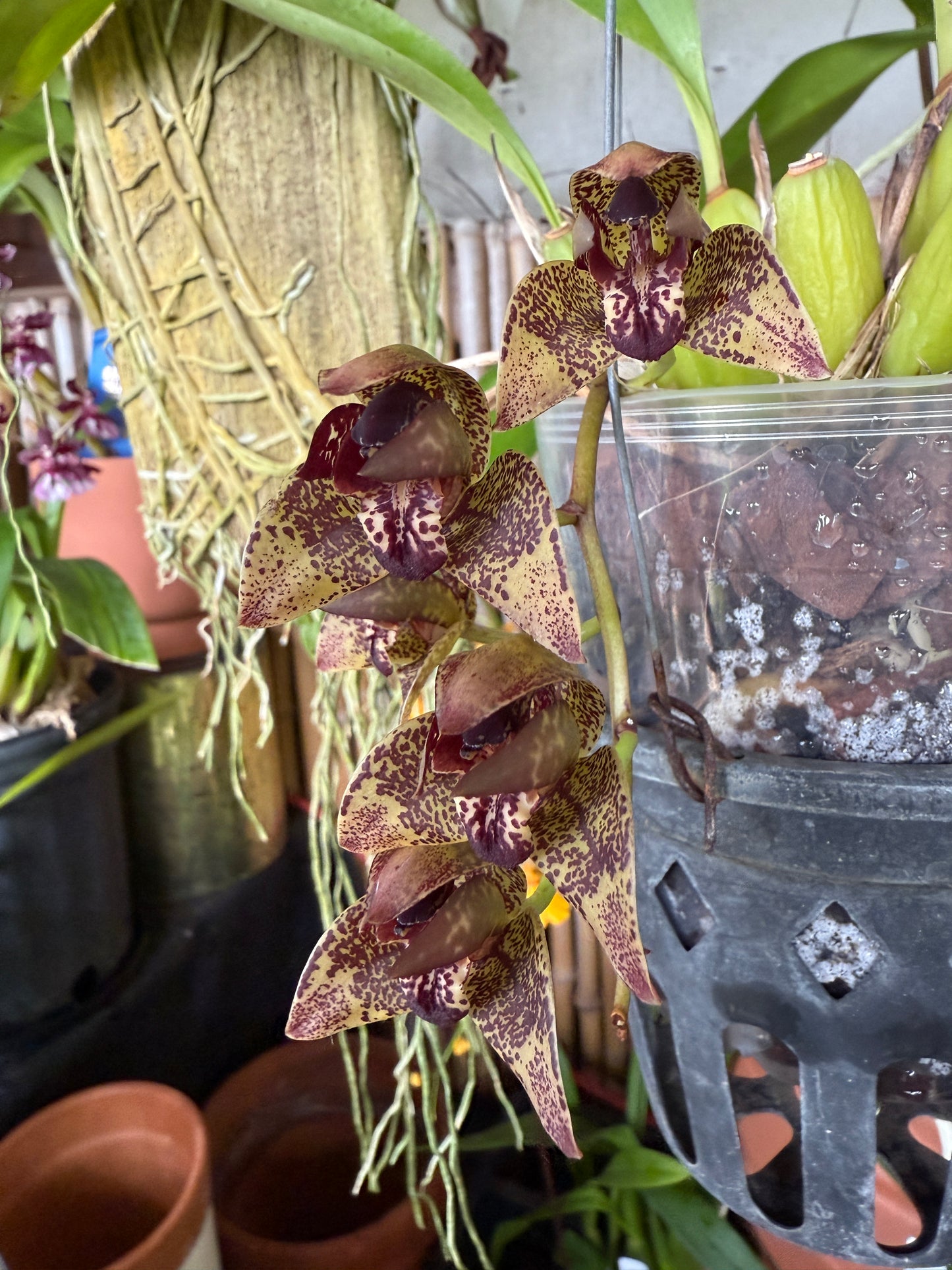 Grammothecopus Radziah Jelita