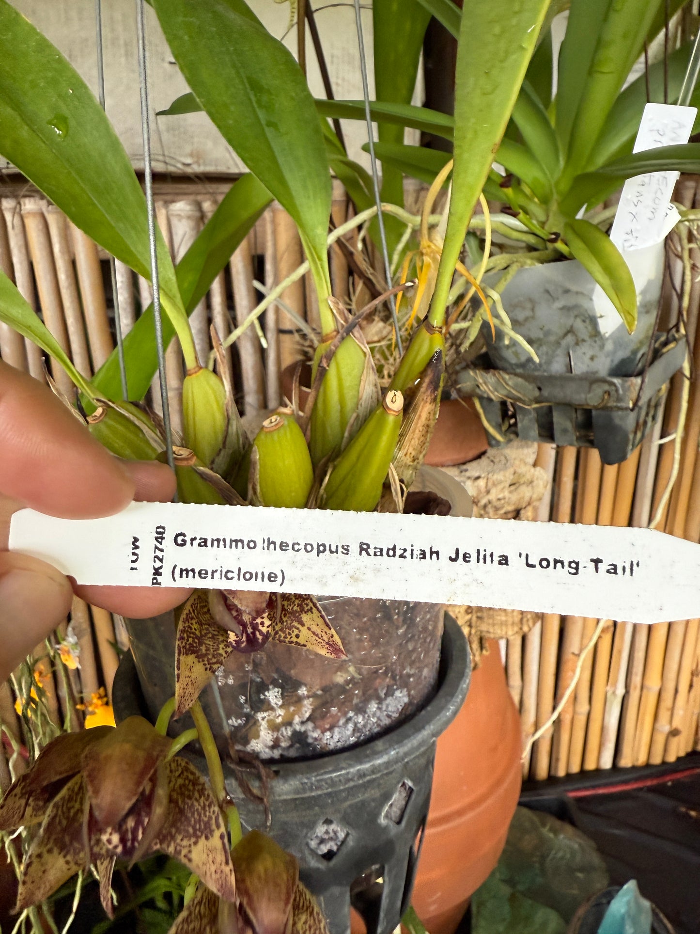 Grammothecopus Radziah Jelita