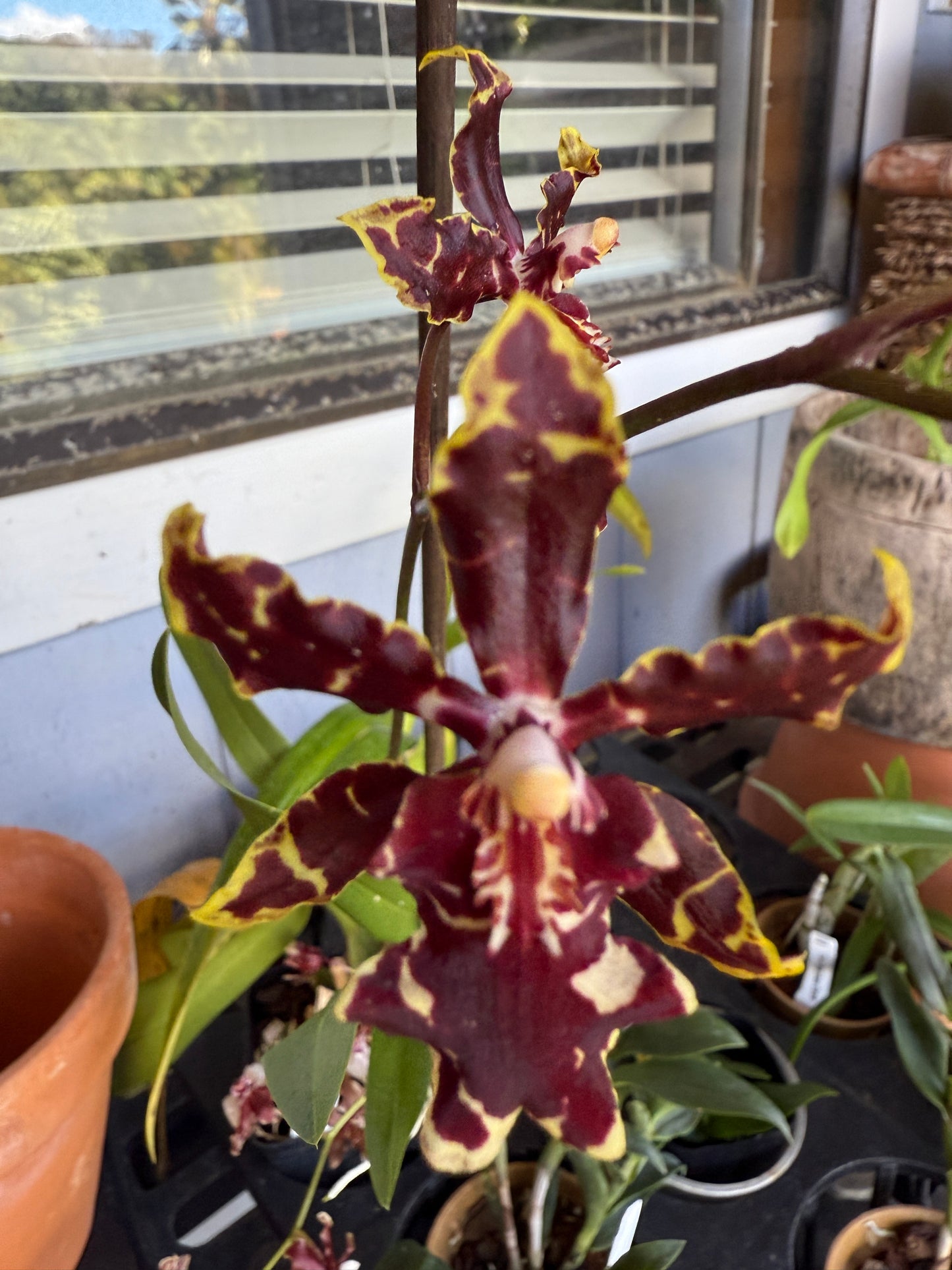 Odontocidium Wildcat ‘Bobcat’