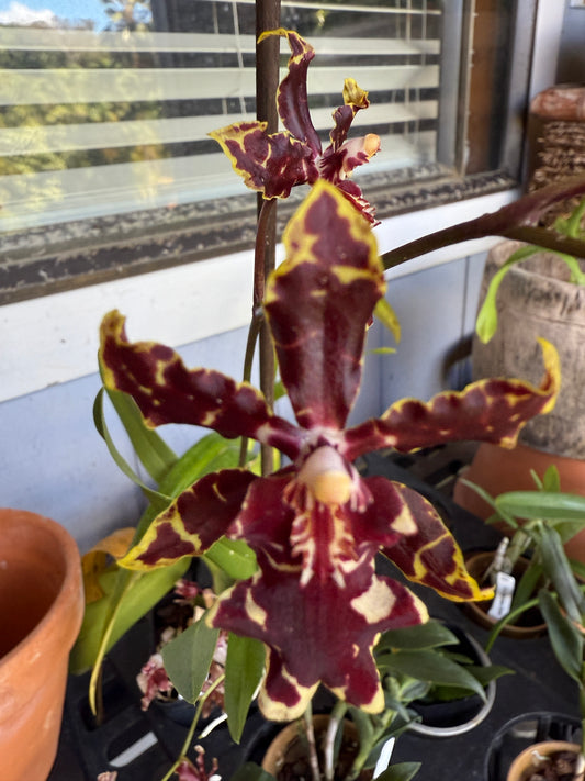 Odontocidium Wildcat ‘Bobcat’