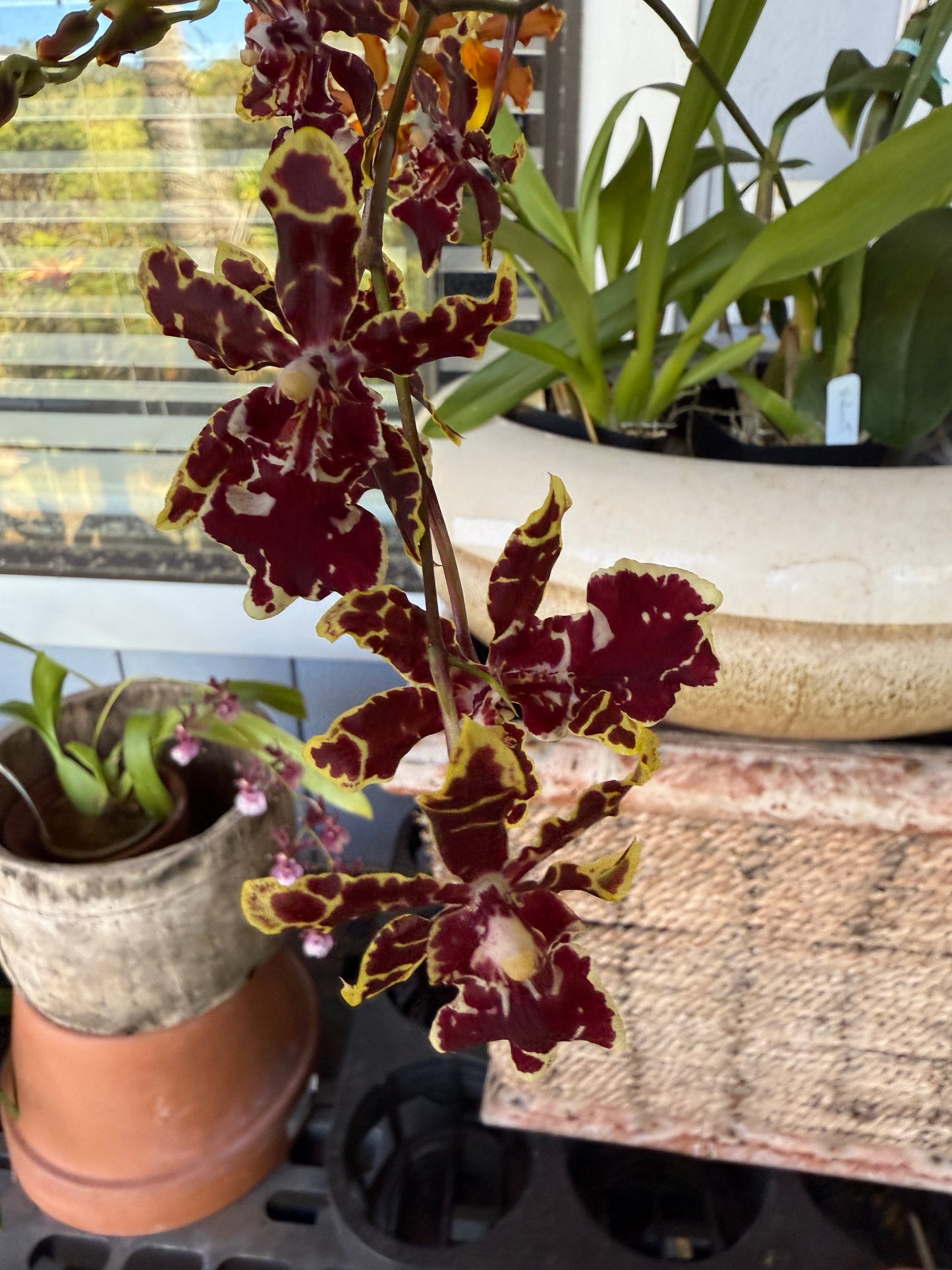 Odontocidium Wildcat ‘Bobcat’