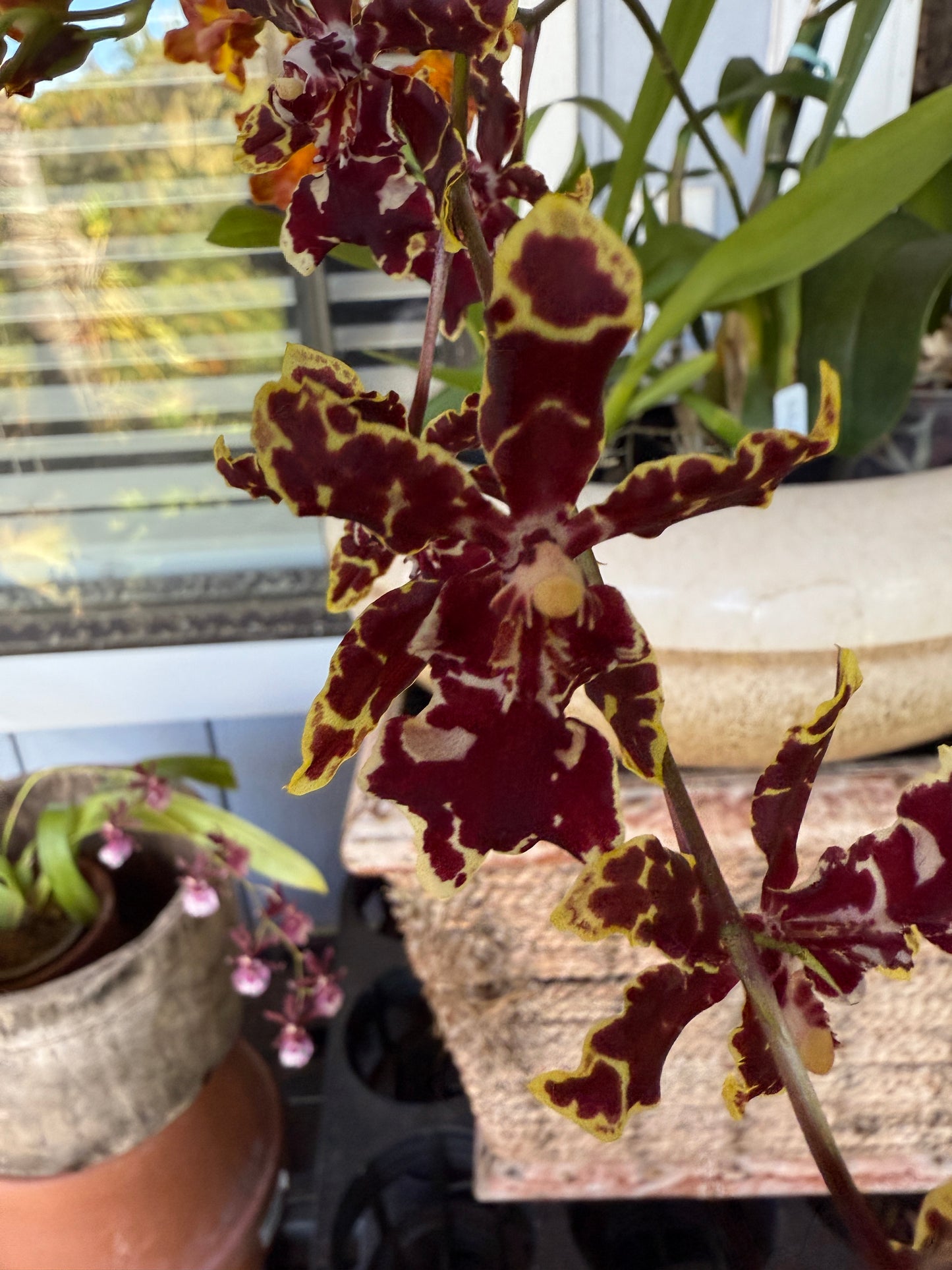 Odontocidium Wildcat ‘Bobcat’