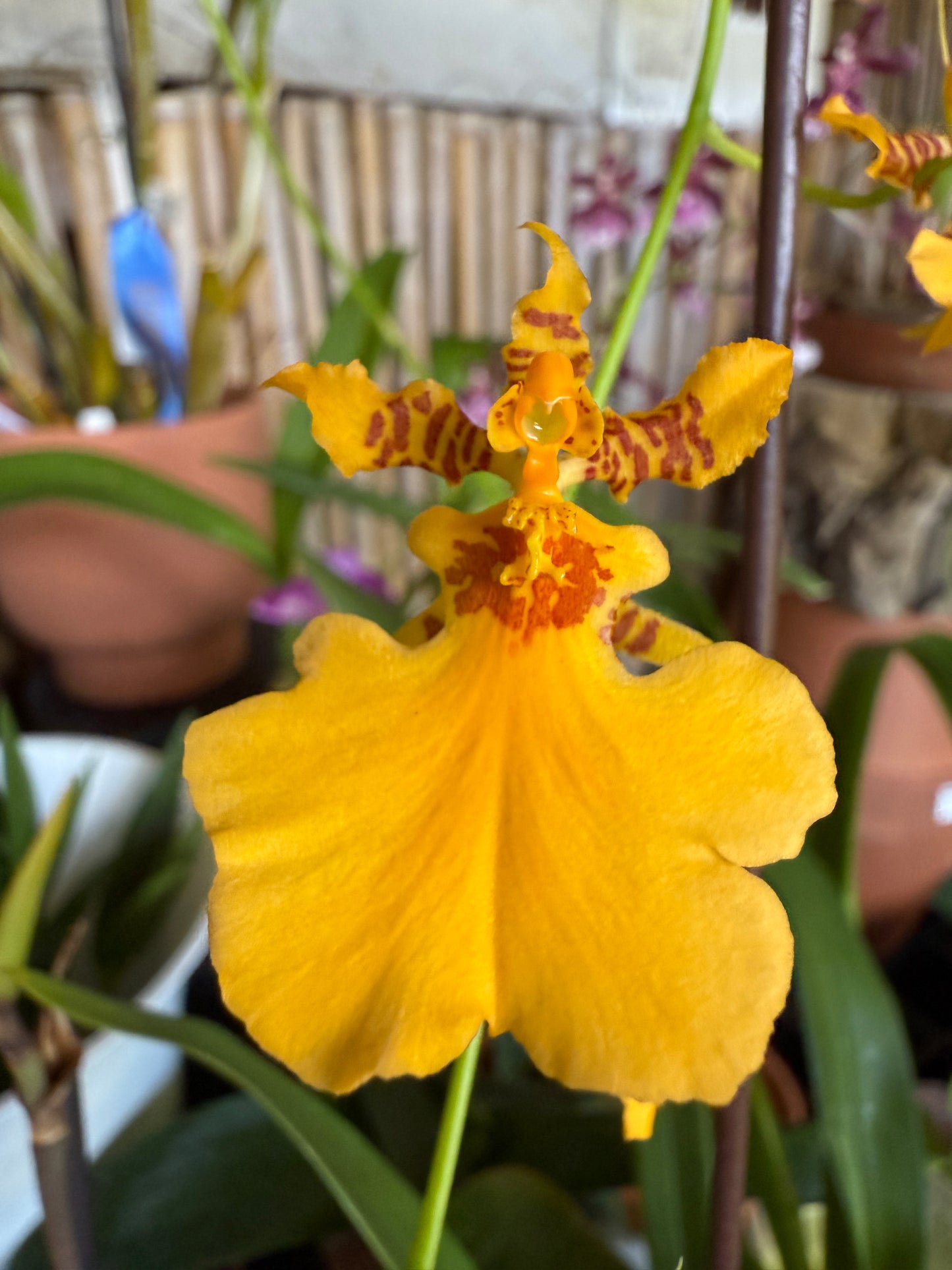 Oncidesa Gower Ramsey 'Orange Delight'