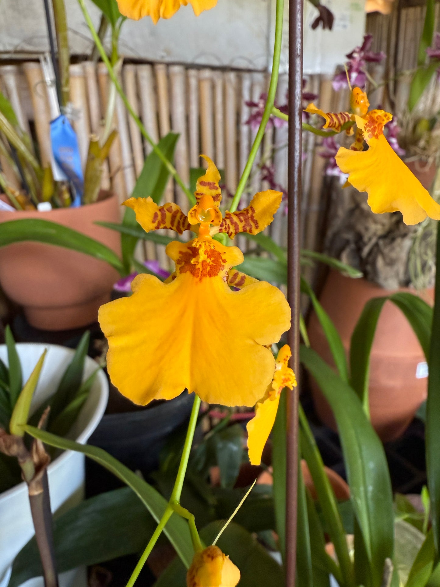 Oncidesa Gower Ramsey 'Orange Delight'