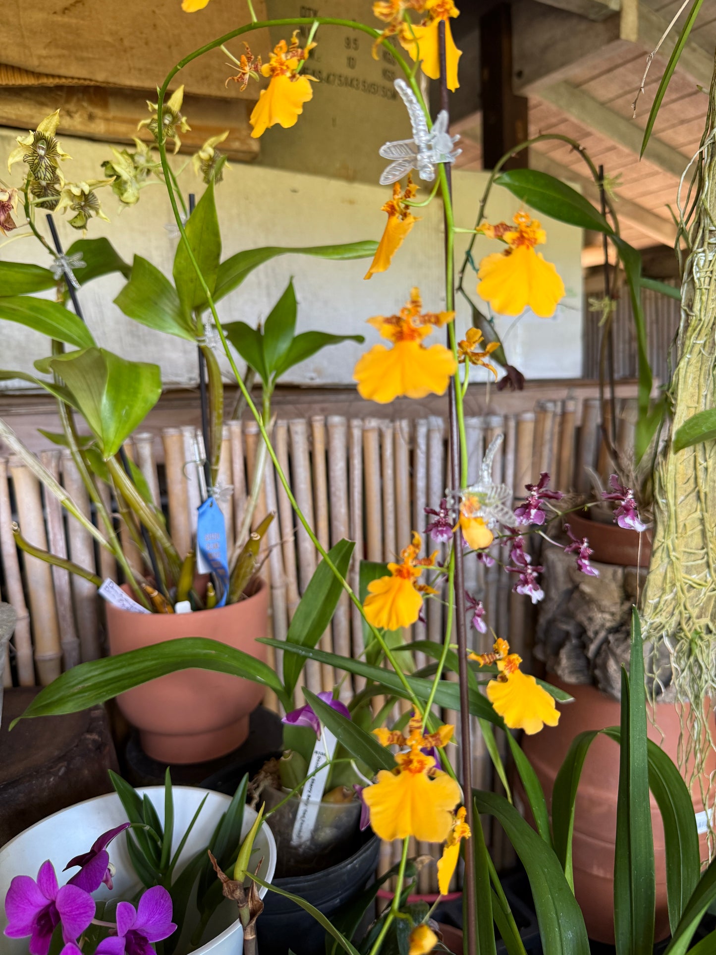 Oncidesa Gower Ramsey 'Orange Delight'