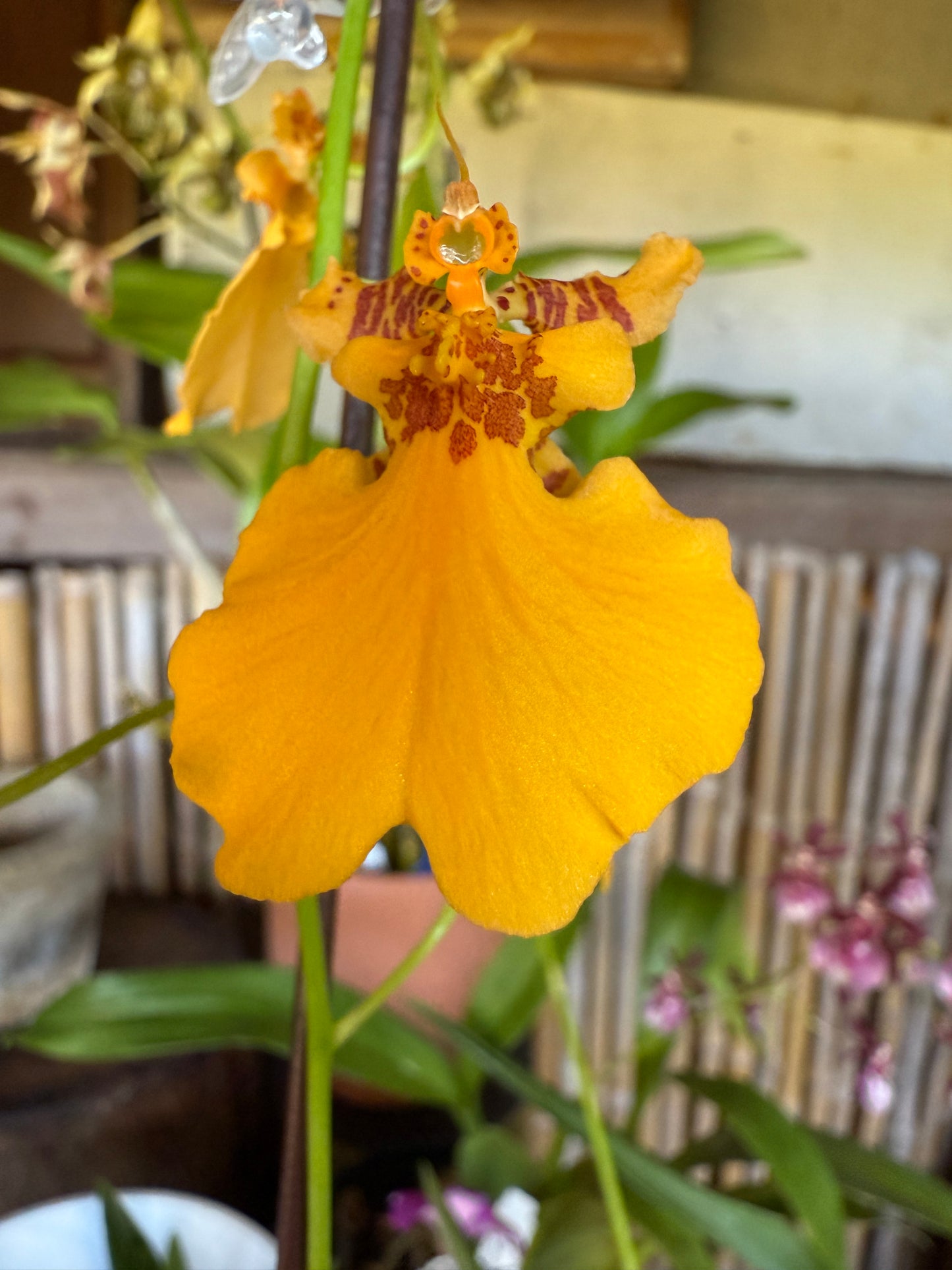 Oncidesa Gower Ramsey 'Orange Delight'