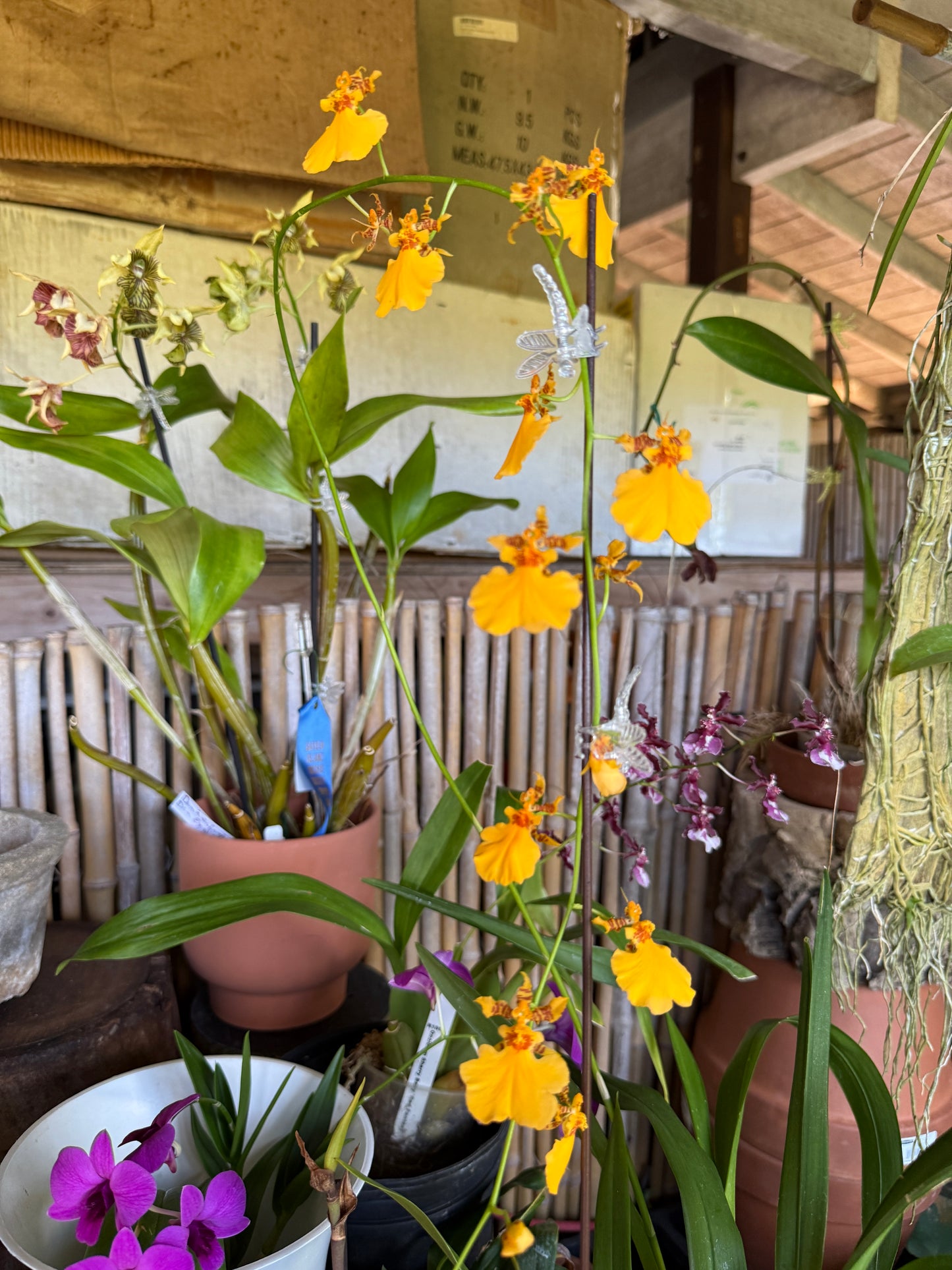 Oncidesa Gower Ramsey 'Orange Delight'