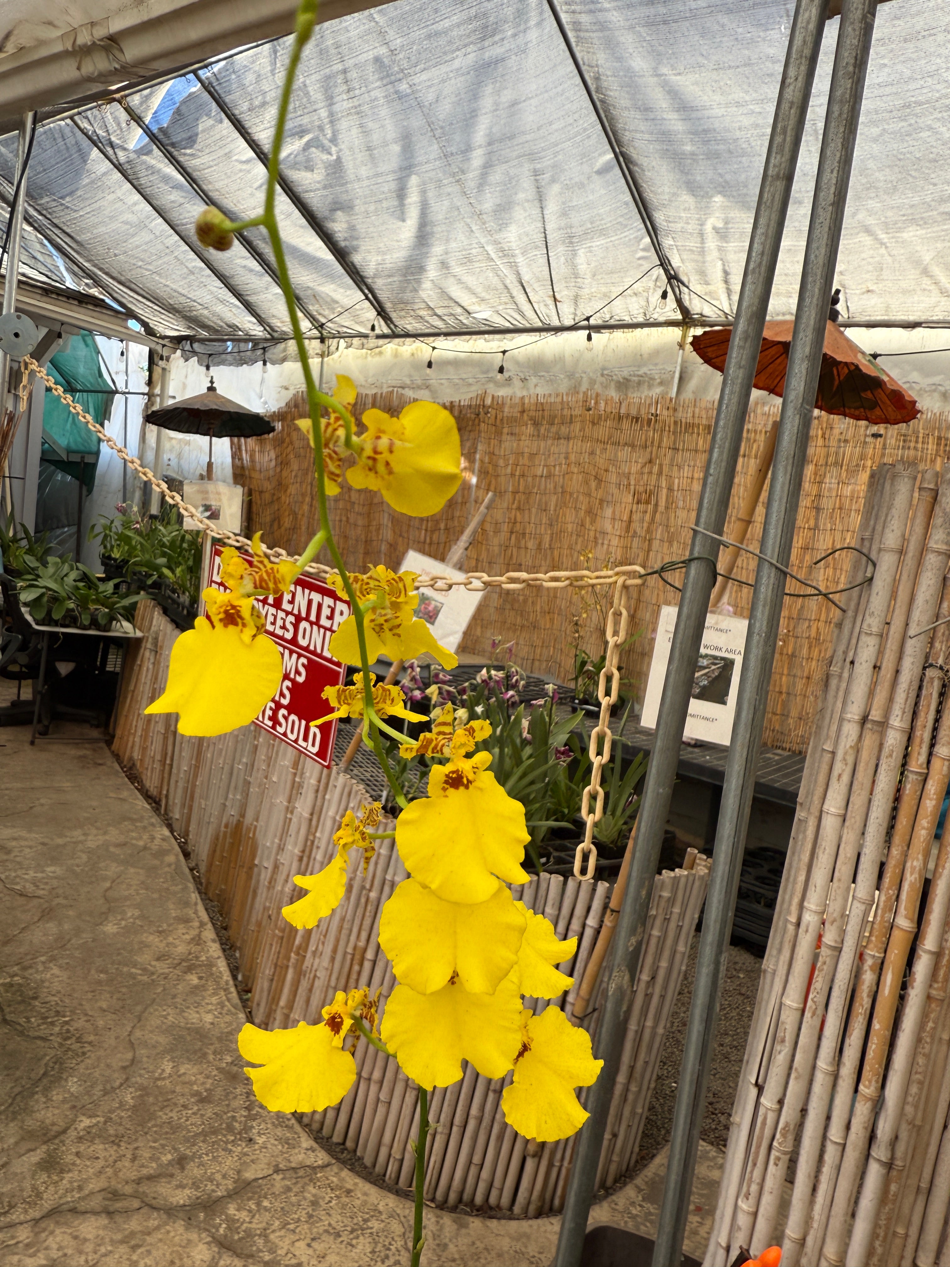 Onc. Aloha Iwanaga – Orchid Alley