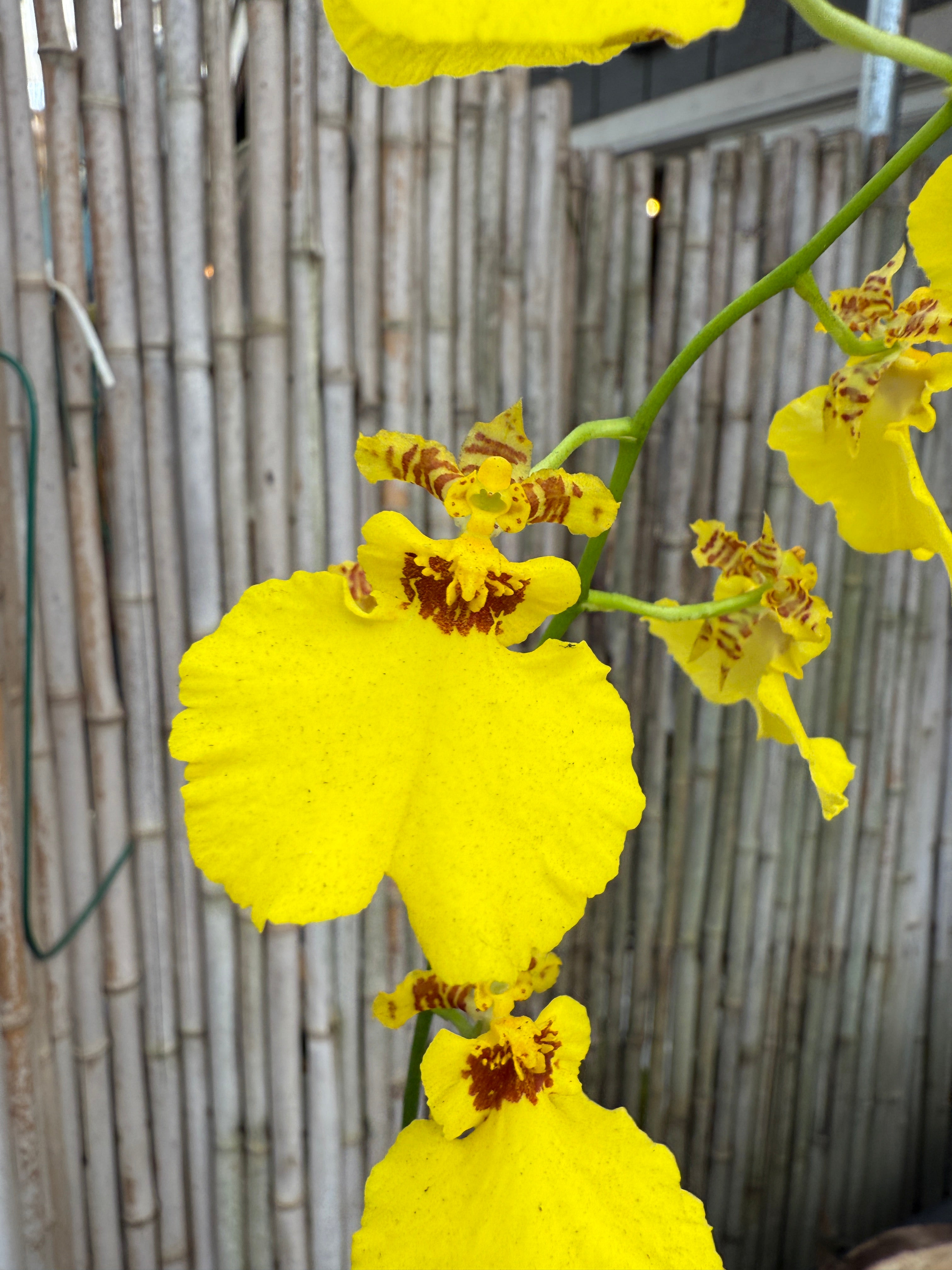 Onc. Aloha Iwanaga – Orchid Alley