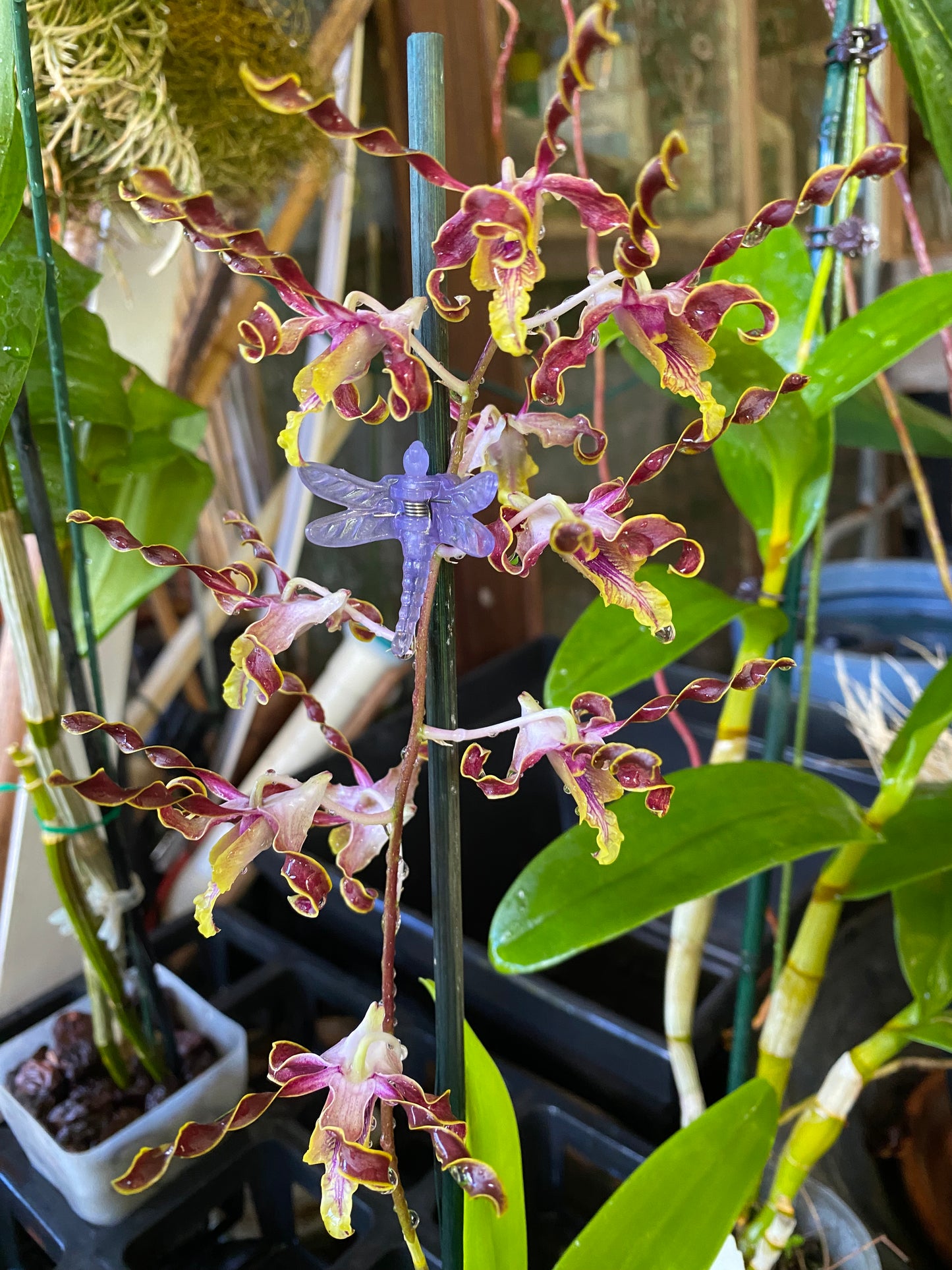 Den. Jairak Firehorn