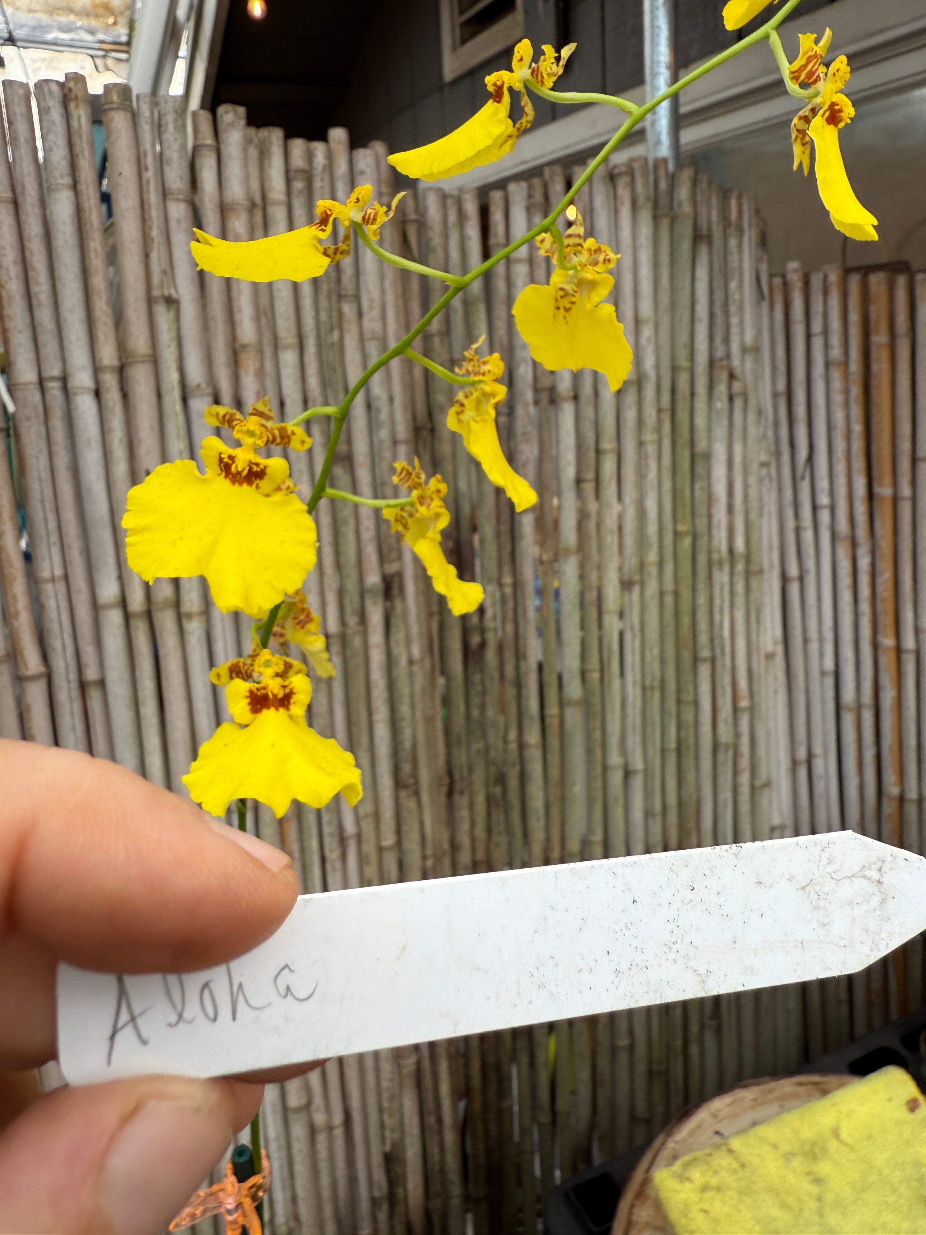 Onc. Aloha Iwanaga – Orchid Alley
