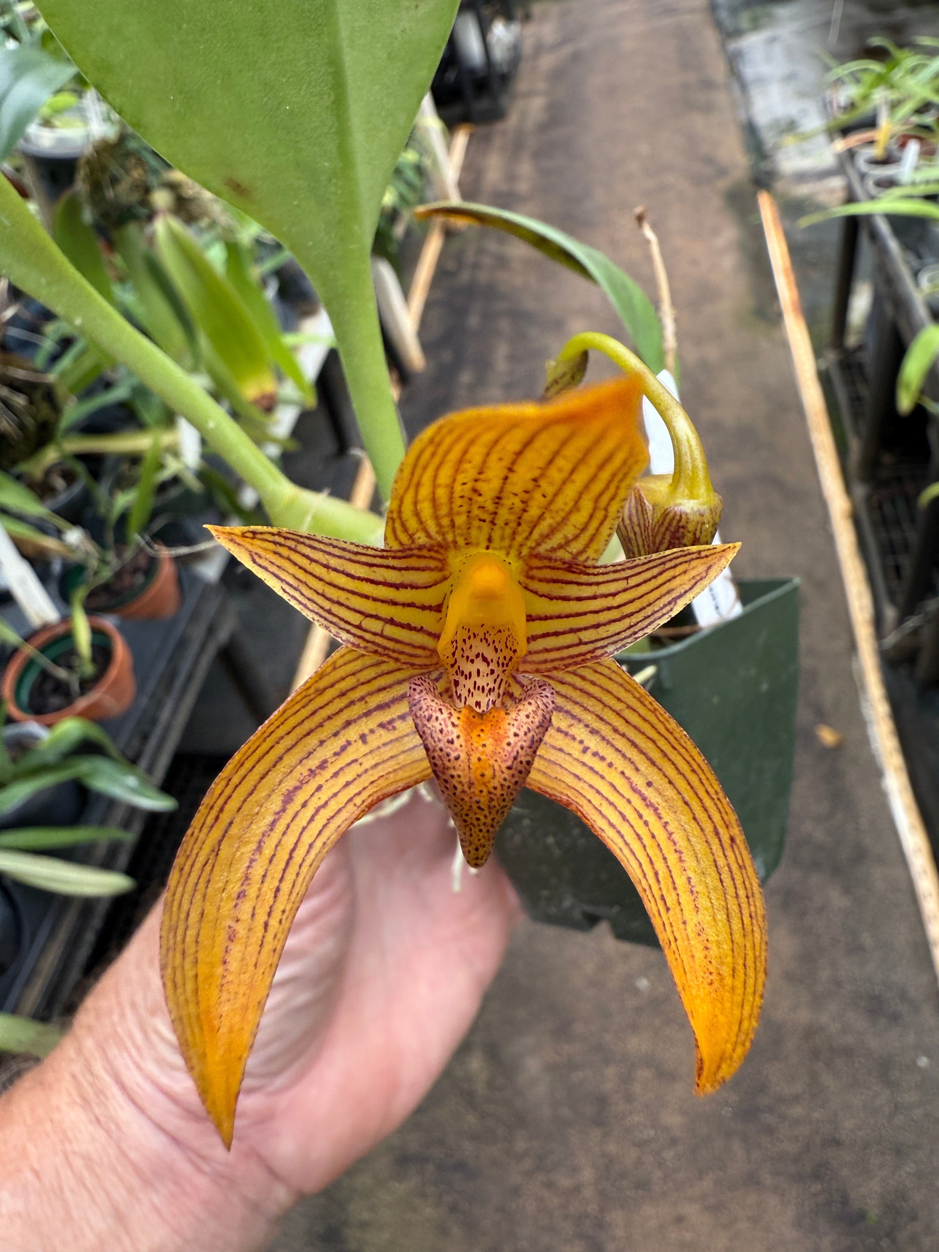 ［洋蘭原種］Bulb. claptonense aurea Bulb. claptonense – Orchid Alley