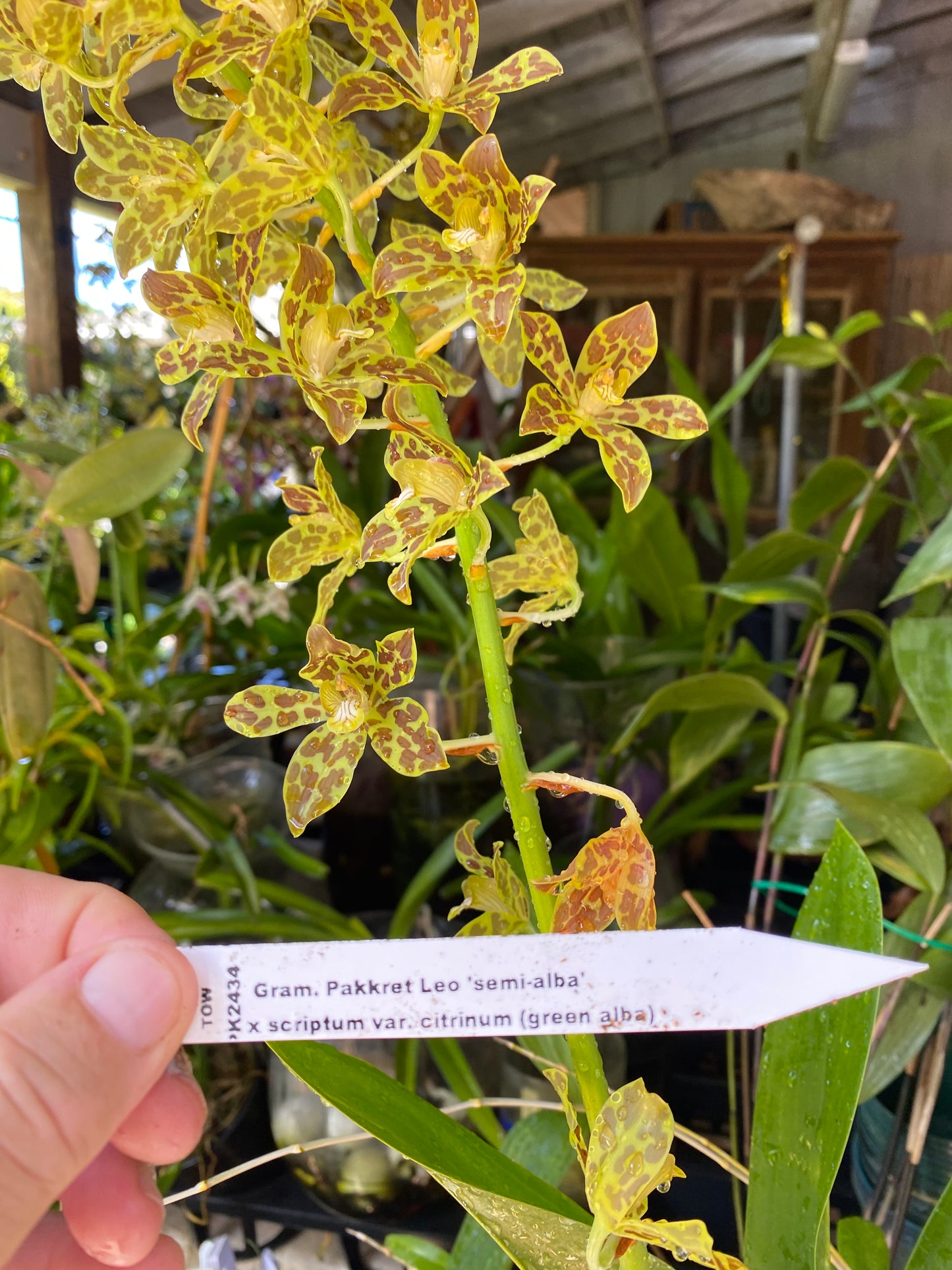 Gram. Pakkret Leo S-Alba x Script v Citrinum