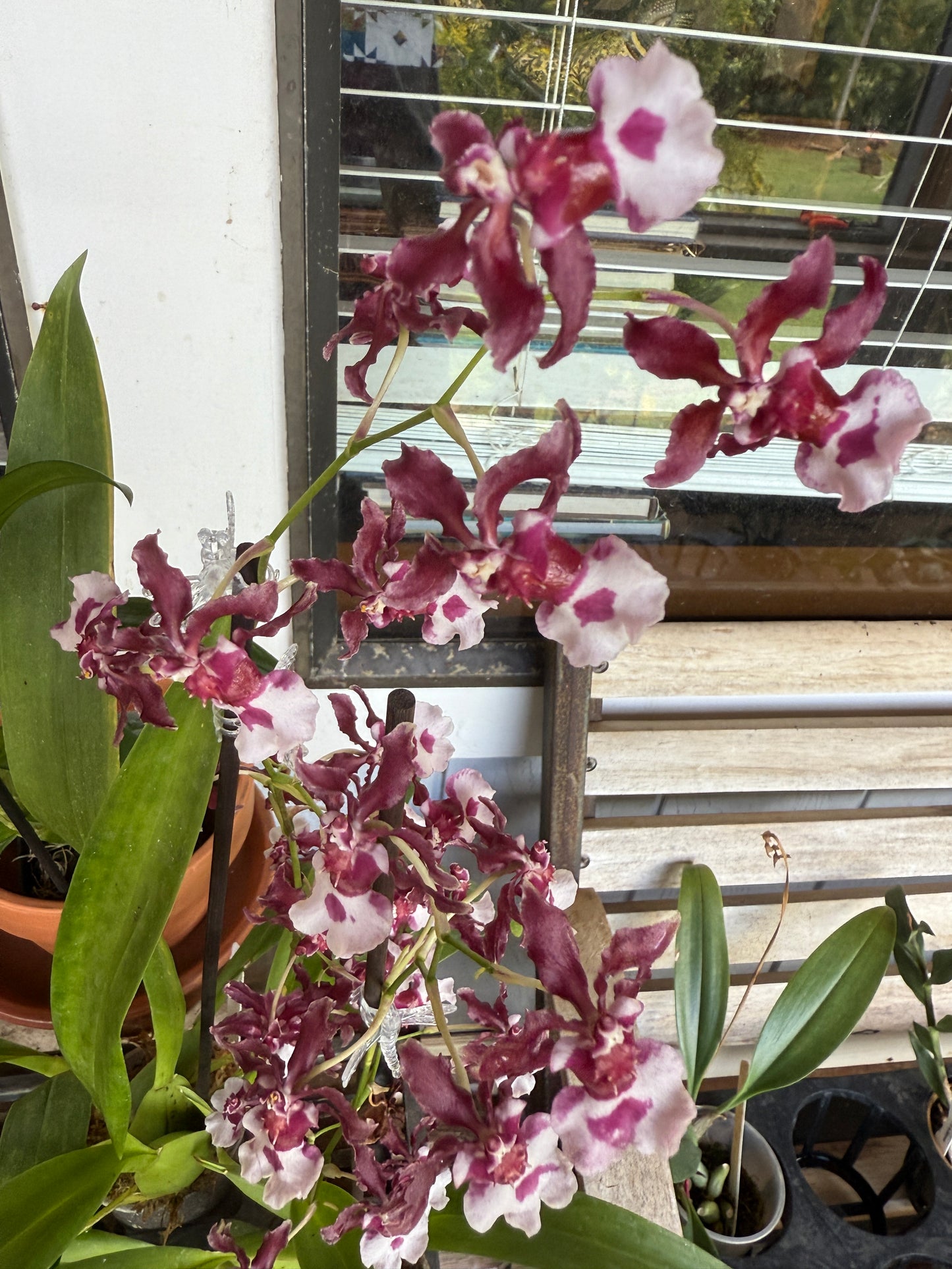 Onc. Heaven Scent - Chocolate Orchid