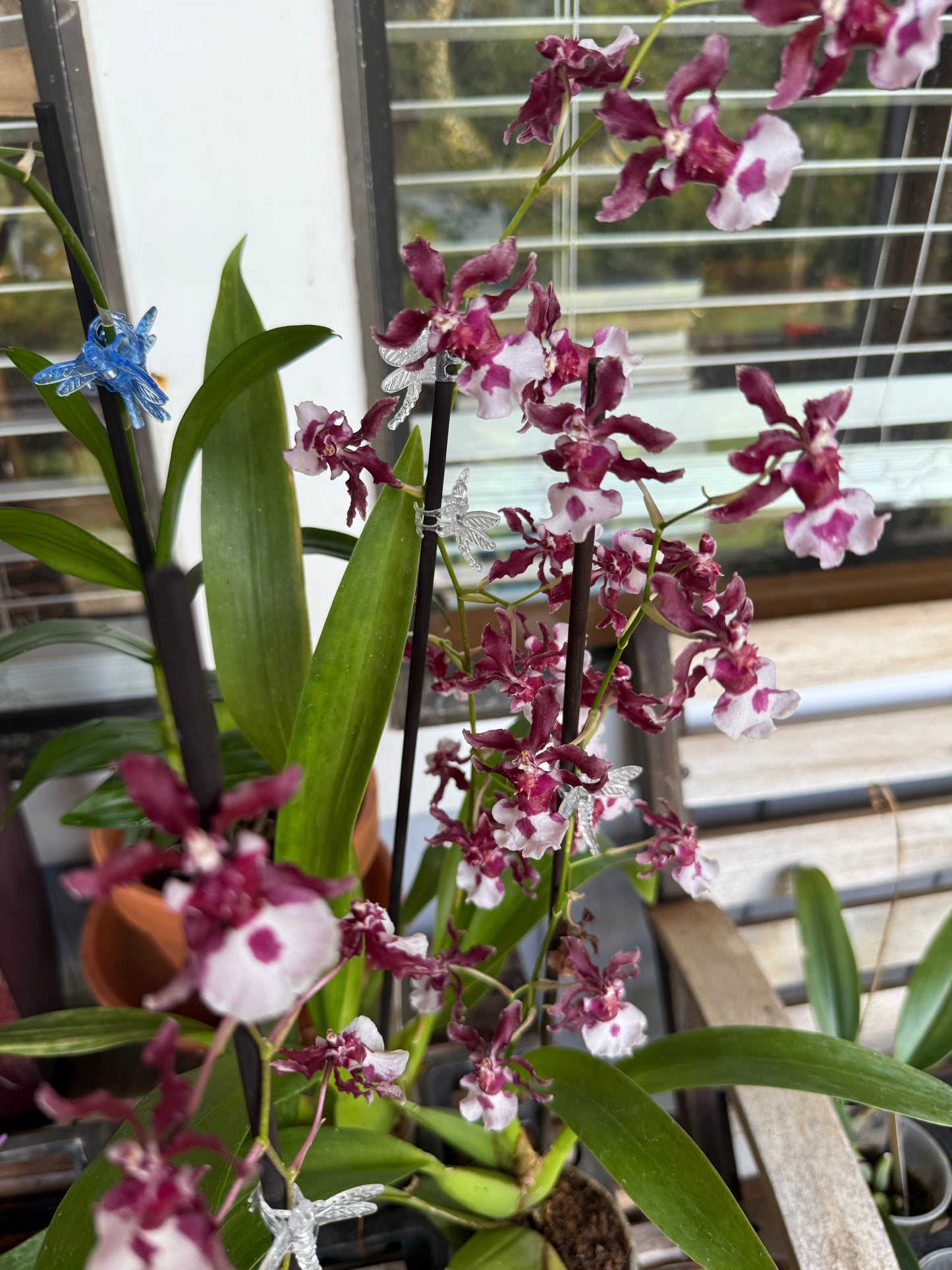 Onc. Heaven Scent - Chocolate Orchid