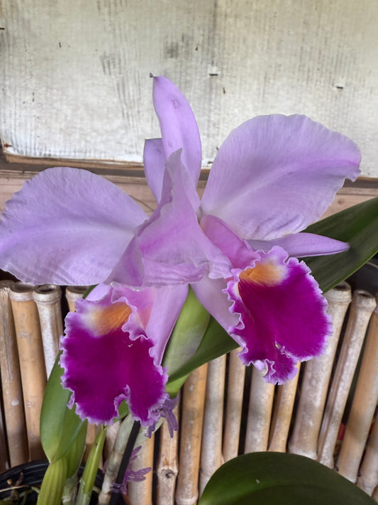 C. jemanii v. alba x C. trianae v. coerulea 'Blue'