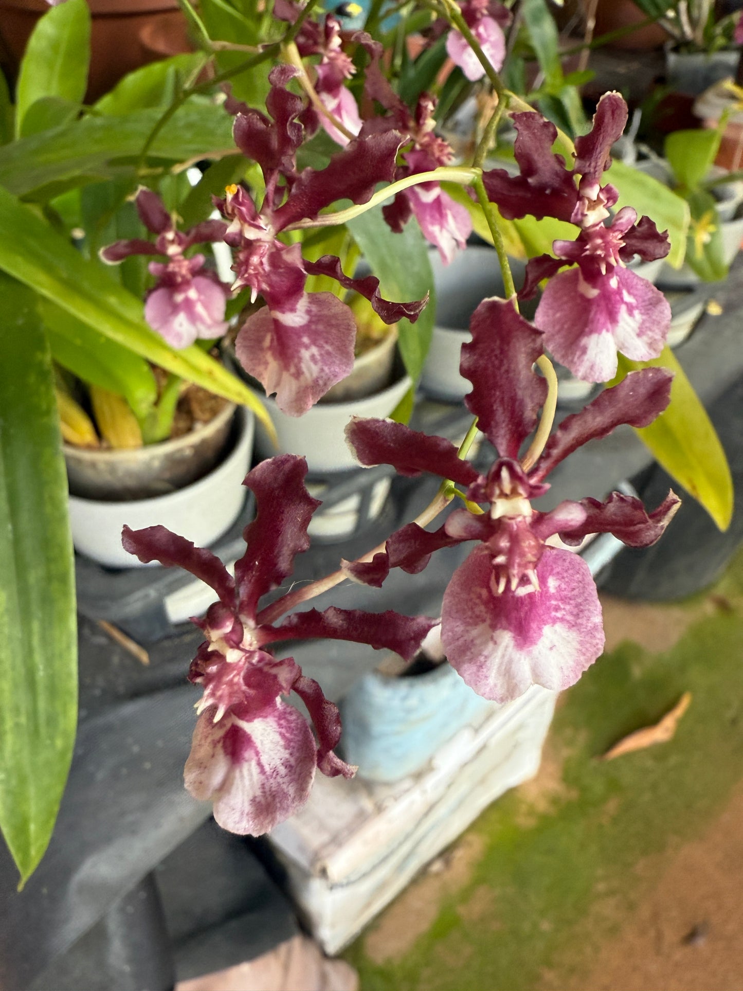 Onc. Sharry Baby - The Chocolate Orchid
