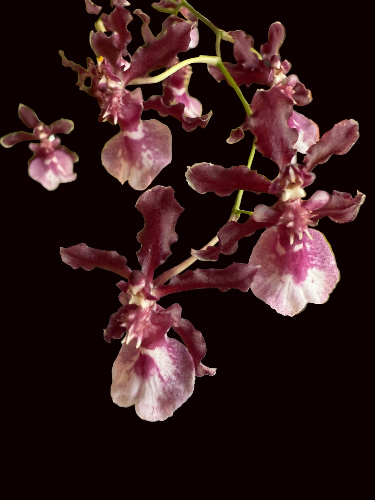 Onc. Sharry Baby - The Chocolate Orchid