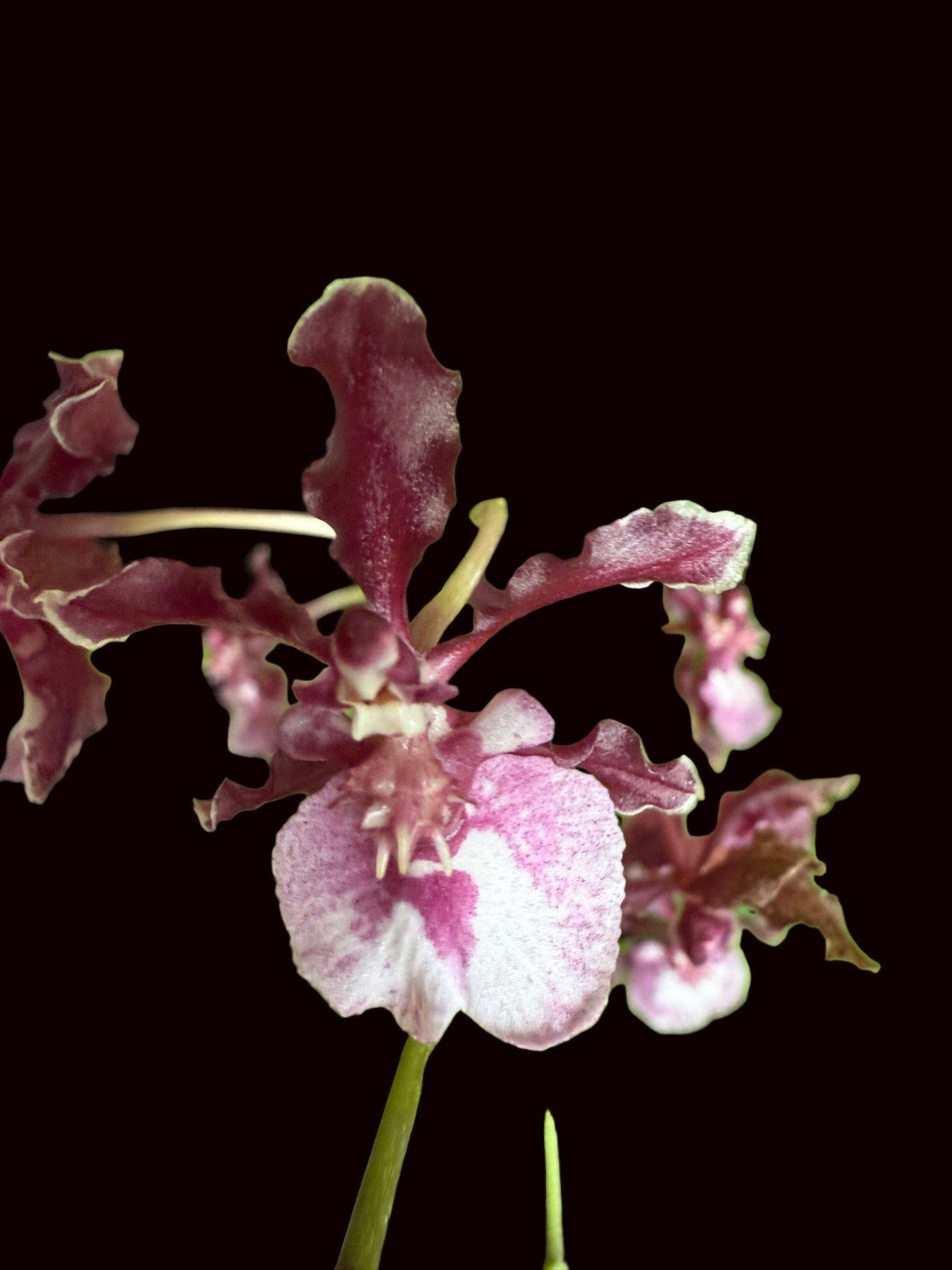 Onc. Sharry Baby - The Chocolate Orchid