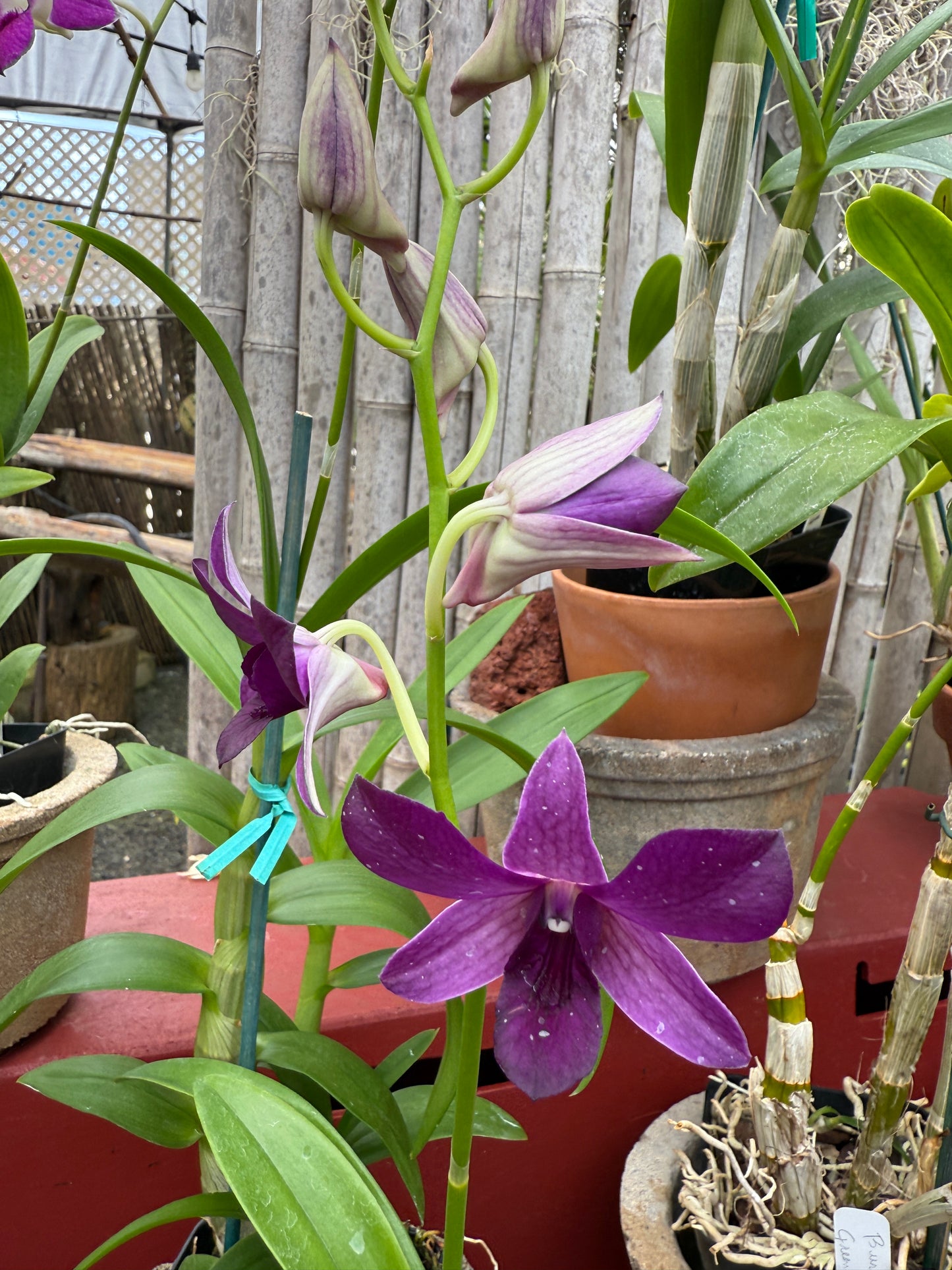 Dendrobium Irish Purple orchid