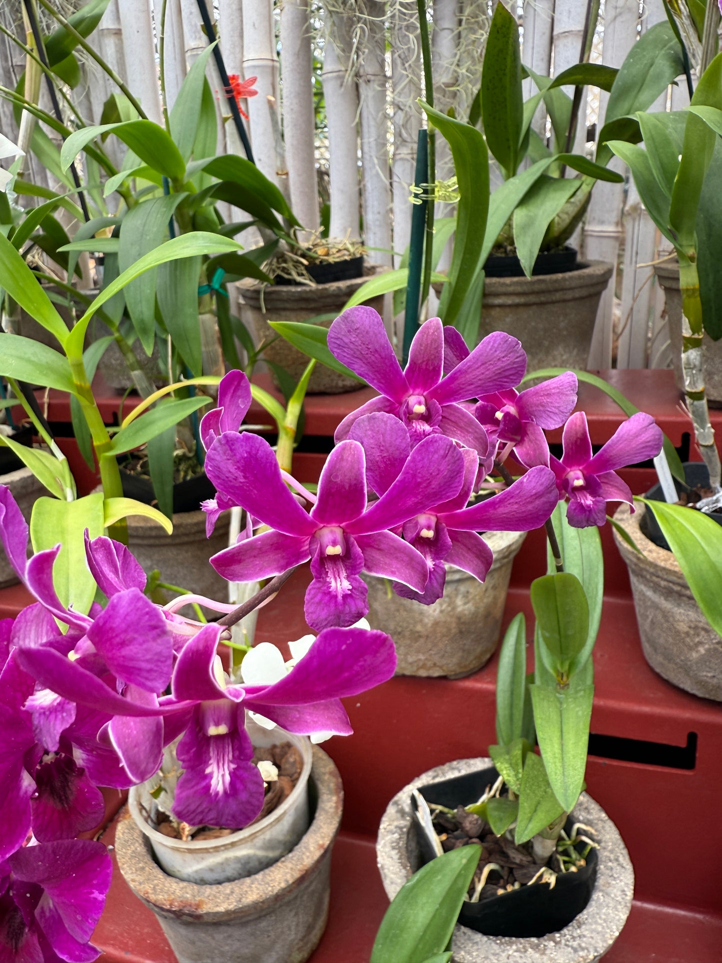 Dendrobium Red Dawn orchid