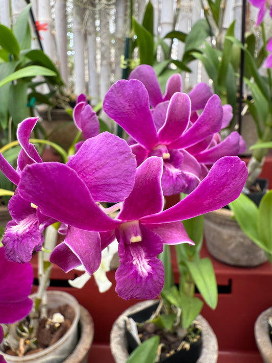 Dendrobium Red Dawn orchid