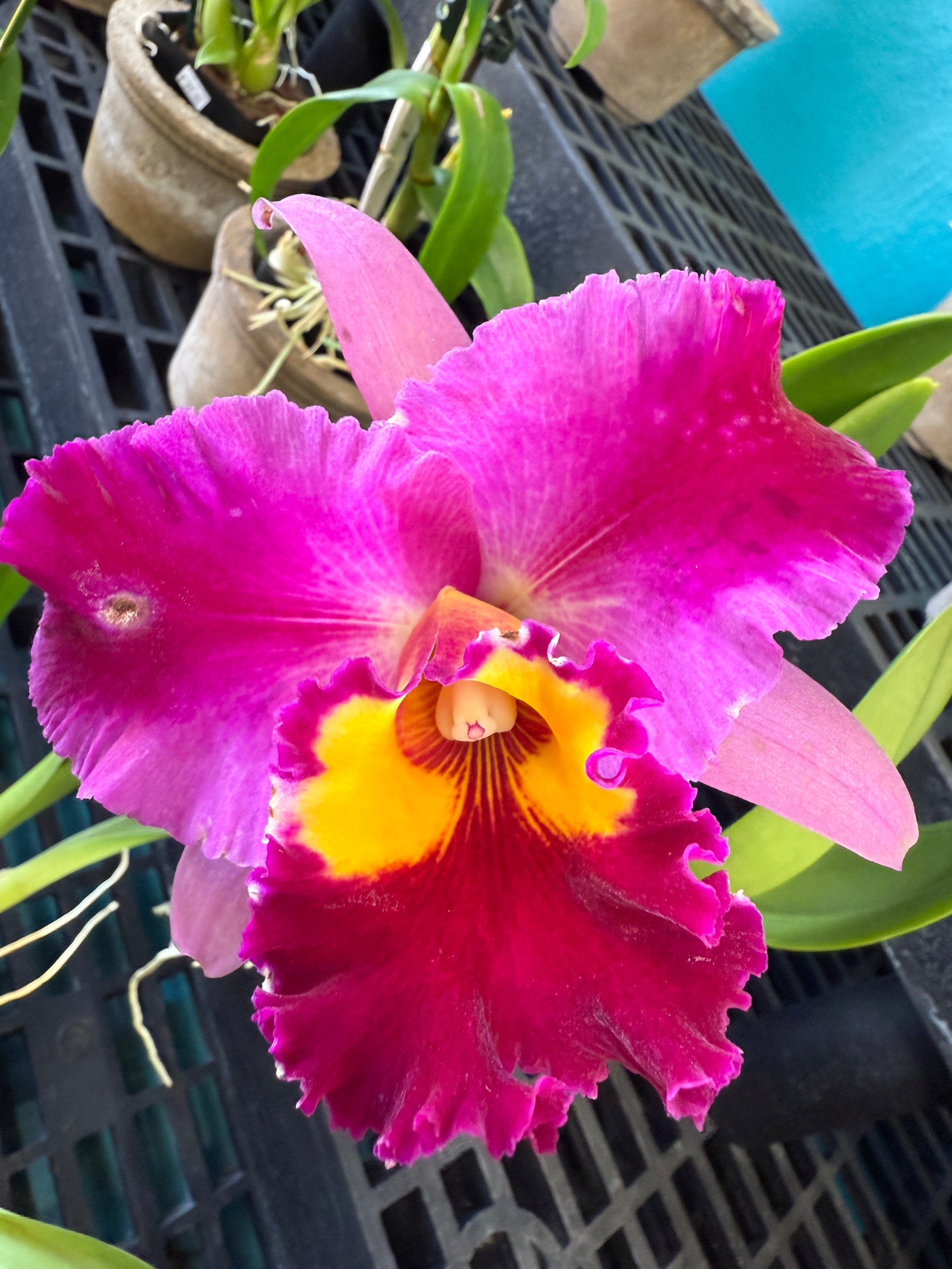 Rlc. Dick Smith 'Dark Beauty' large fragrant flowers – Orchid Alley