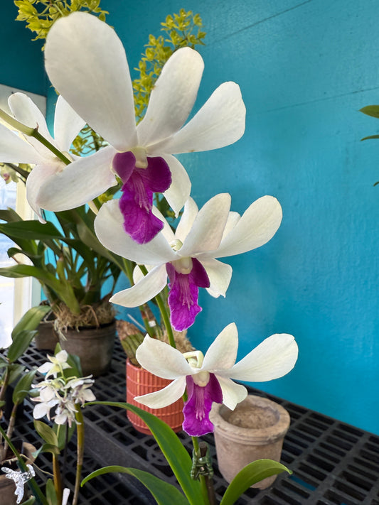 Dendrobium Woon Leng orchid