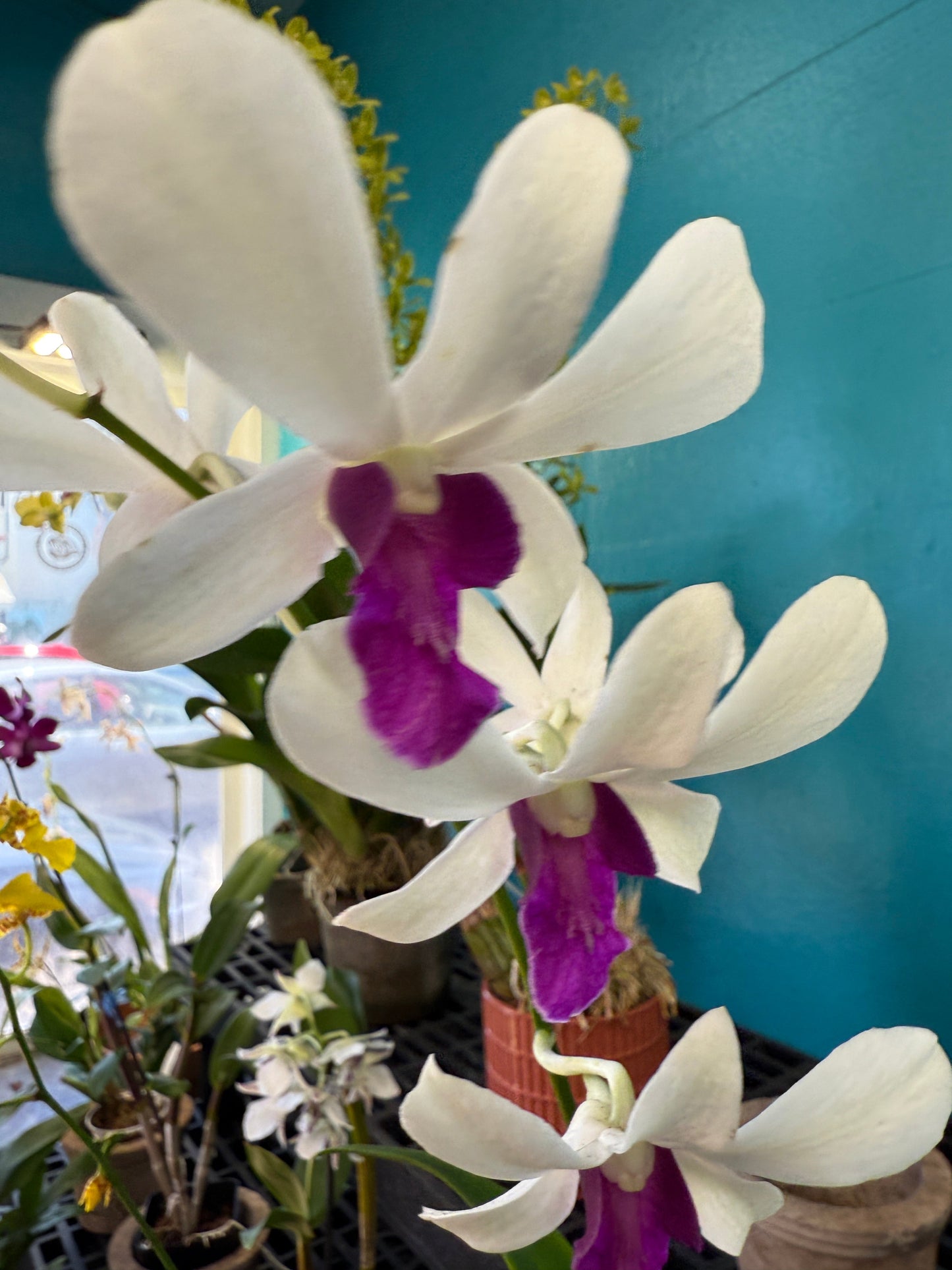 Dendrobium Woon Leng orchid (Copy)