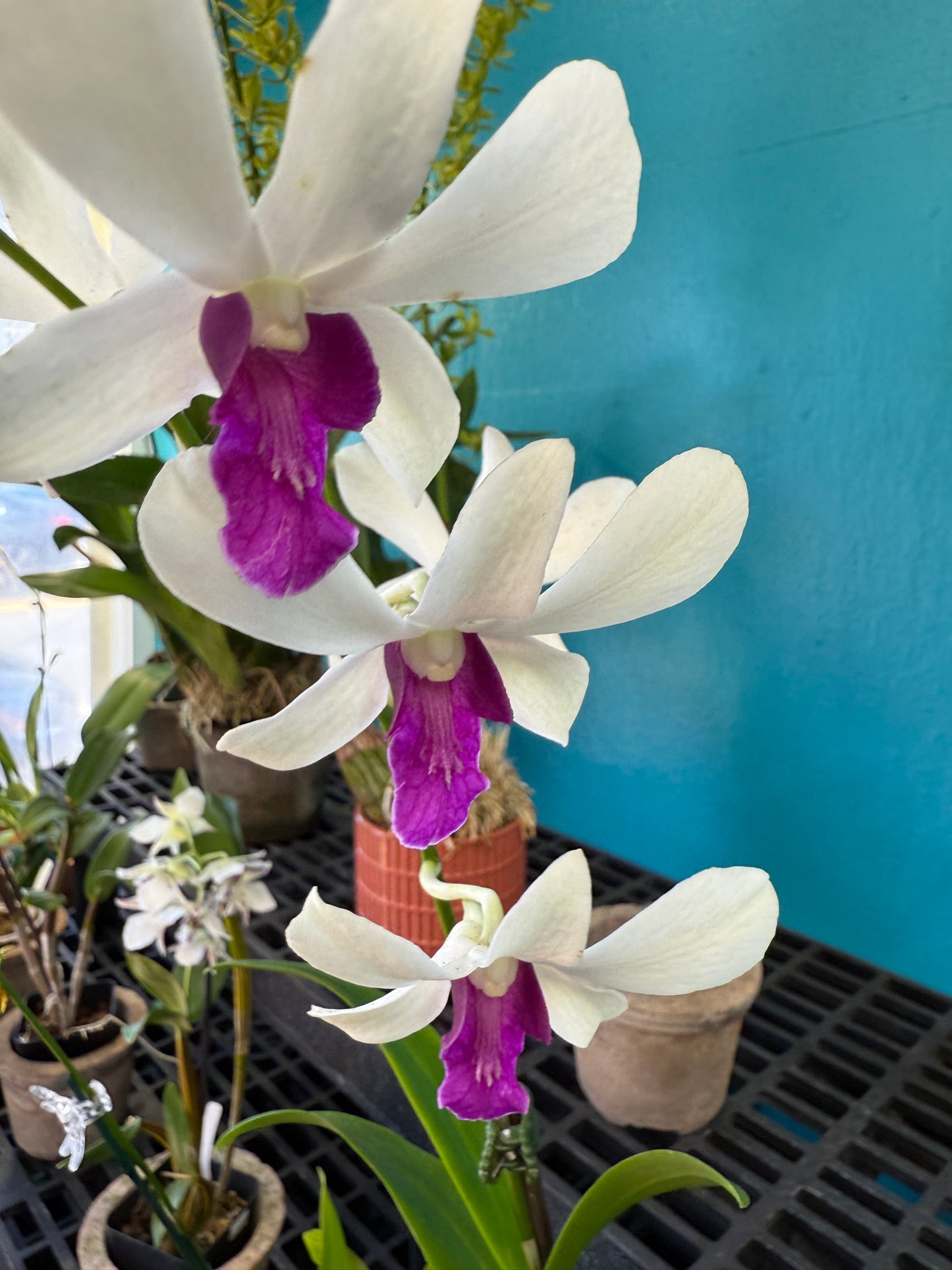 Dendrobium Woon Leng orchid