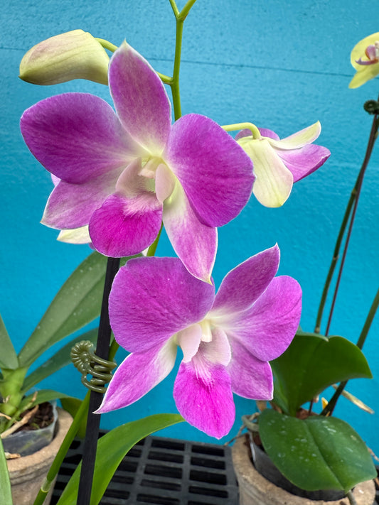 Dendrobium Burana Pinky orchid