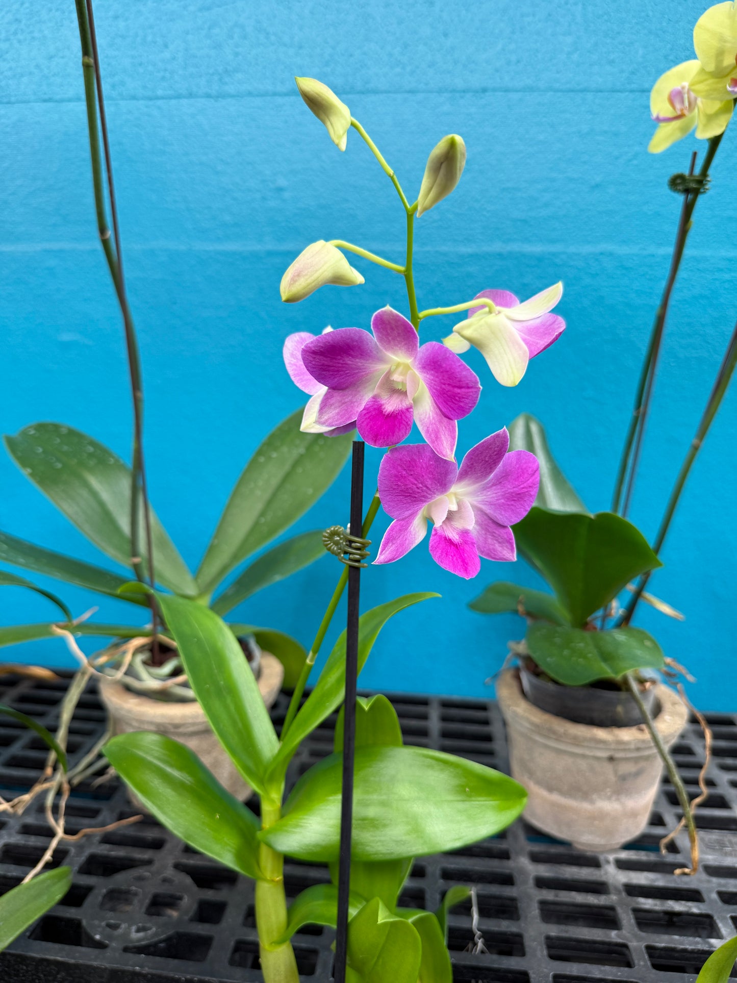 Dendrobium Burana Pinky orchid