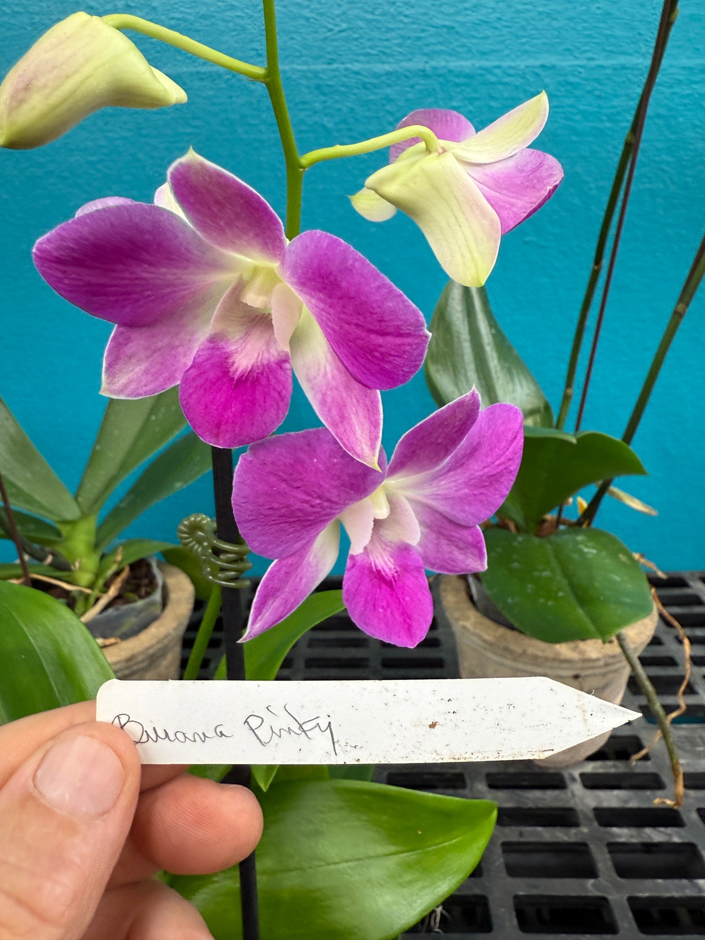 Dendrobium Burana Pinky orchid