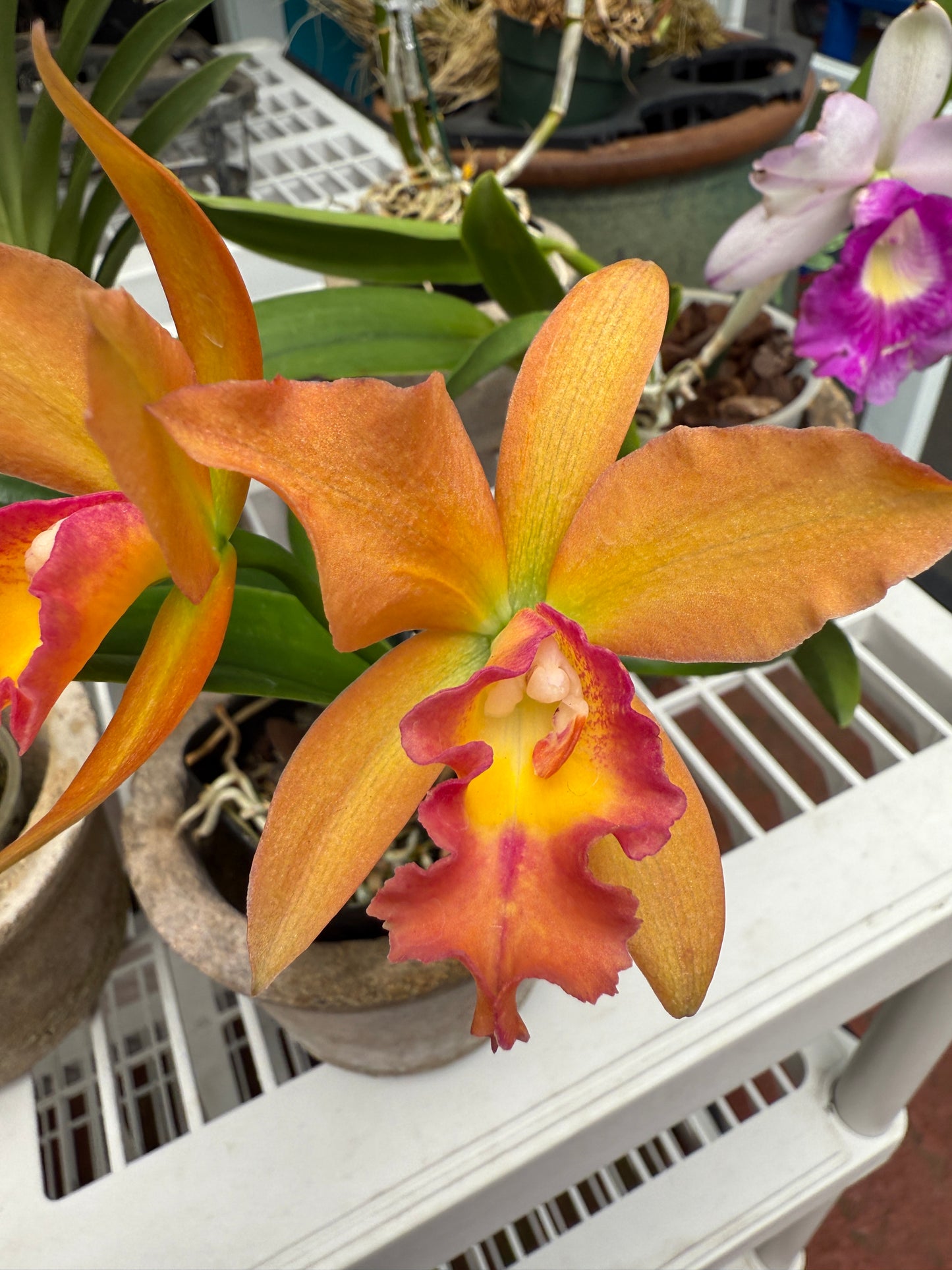 Pot. Jessie Sabo 'Paradise'