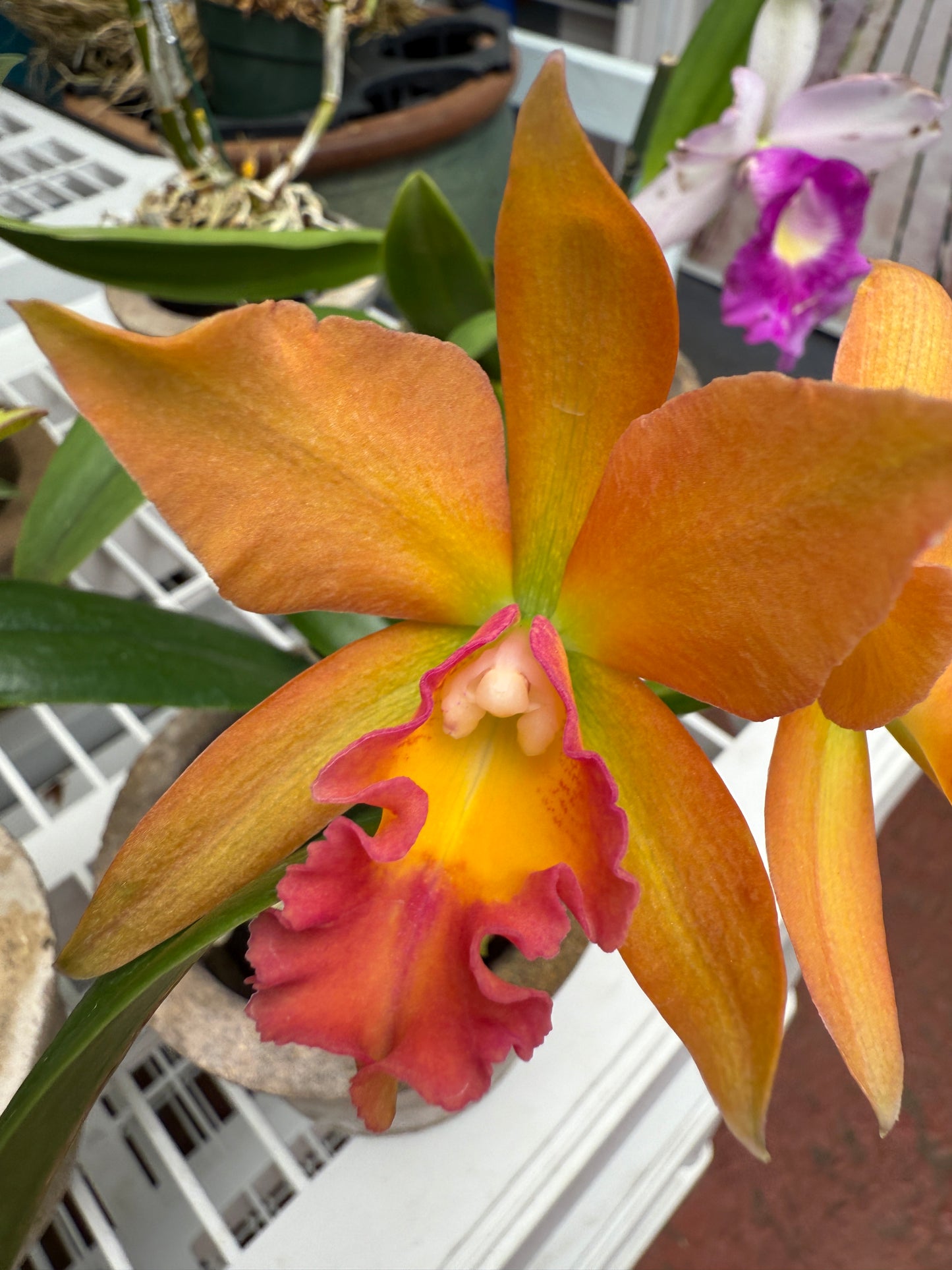 Pot. Jessie Sabo 'Paradise'