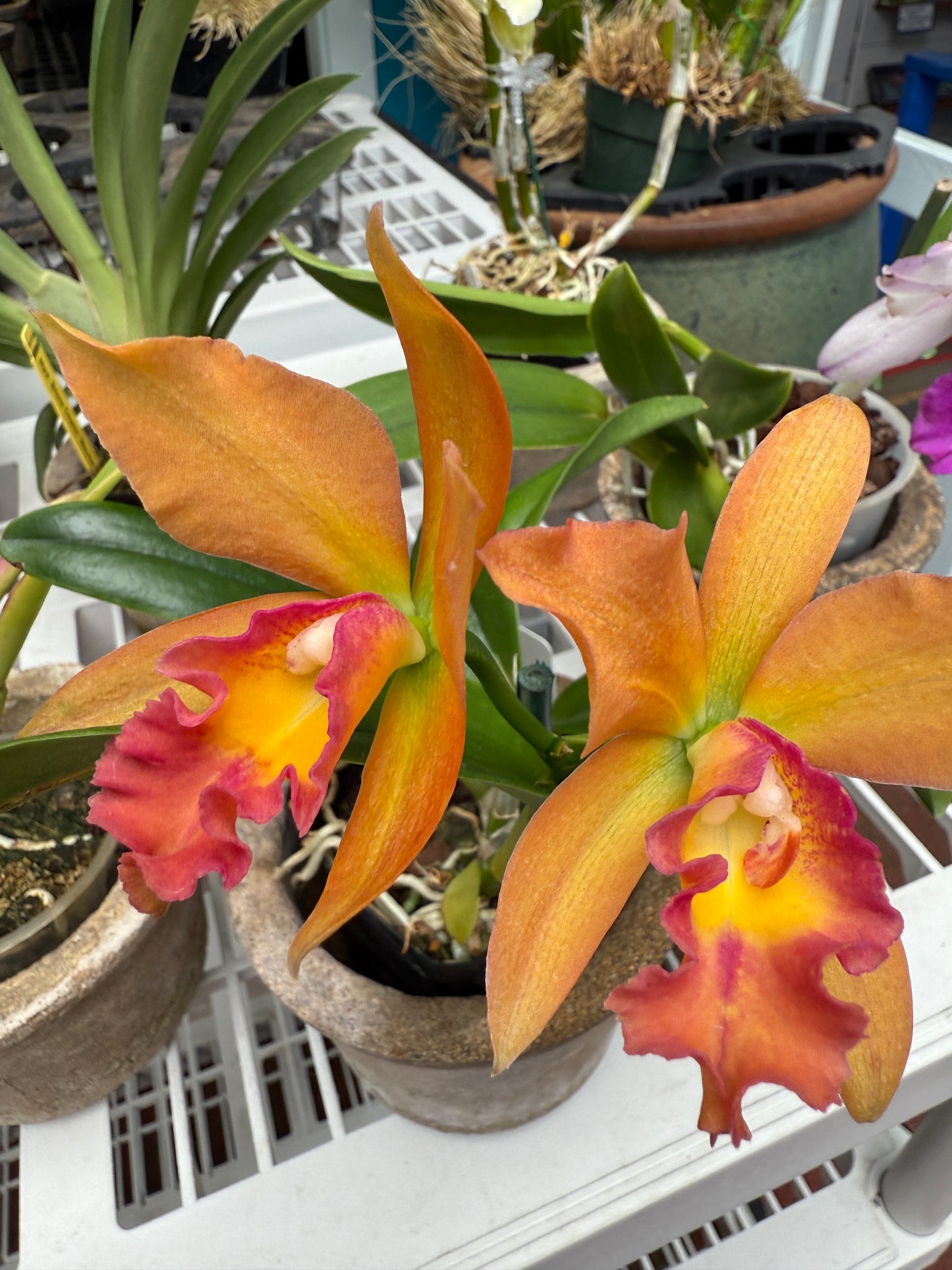 Pot. Jessie Sabo 'Paradise'