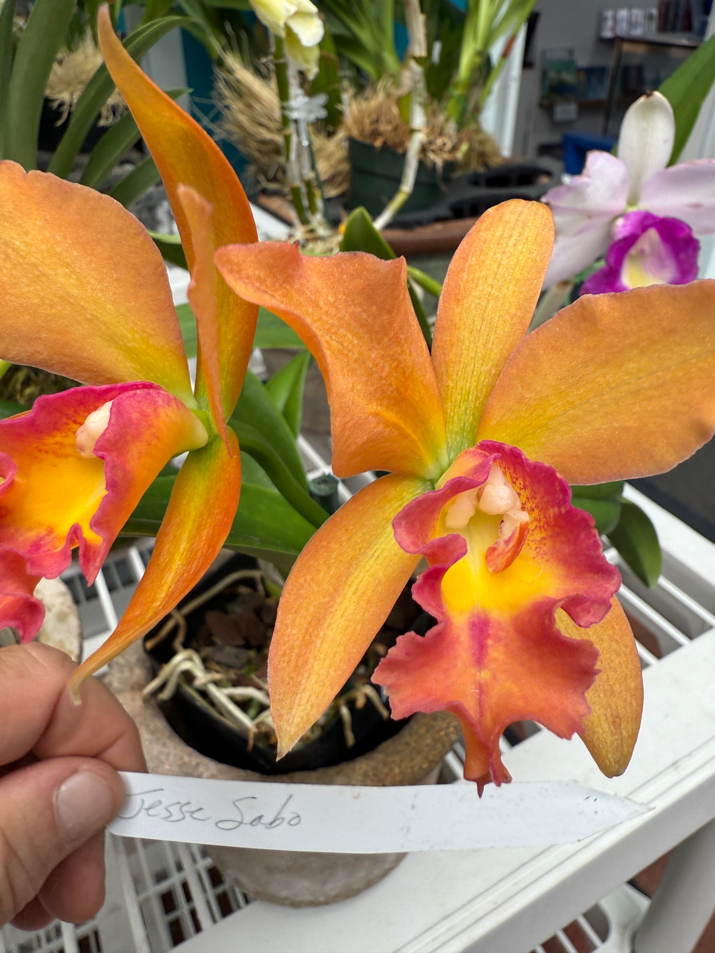 Pot. Jessie Sabo 'Paradise'