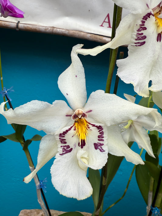Bllra Ysabella 'Lunar Eclipse' orchid