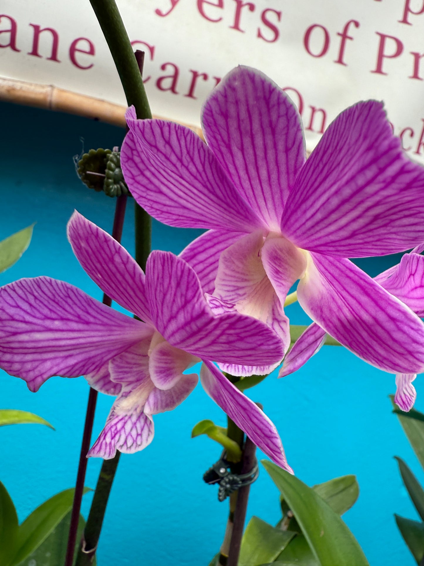 Dendrobium Moon Pearl orchid