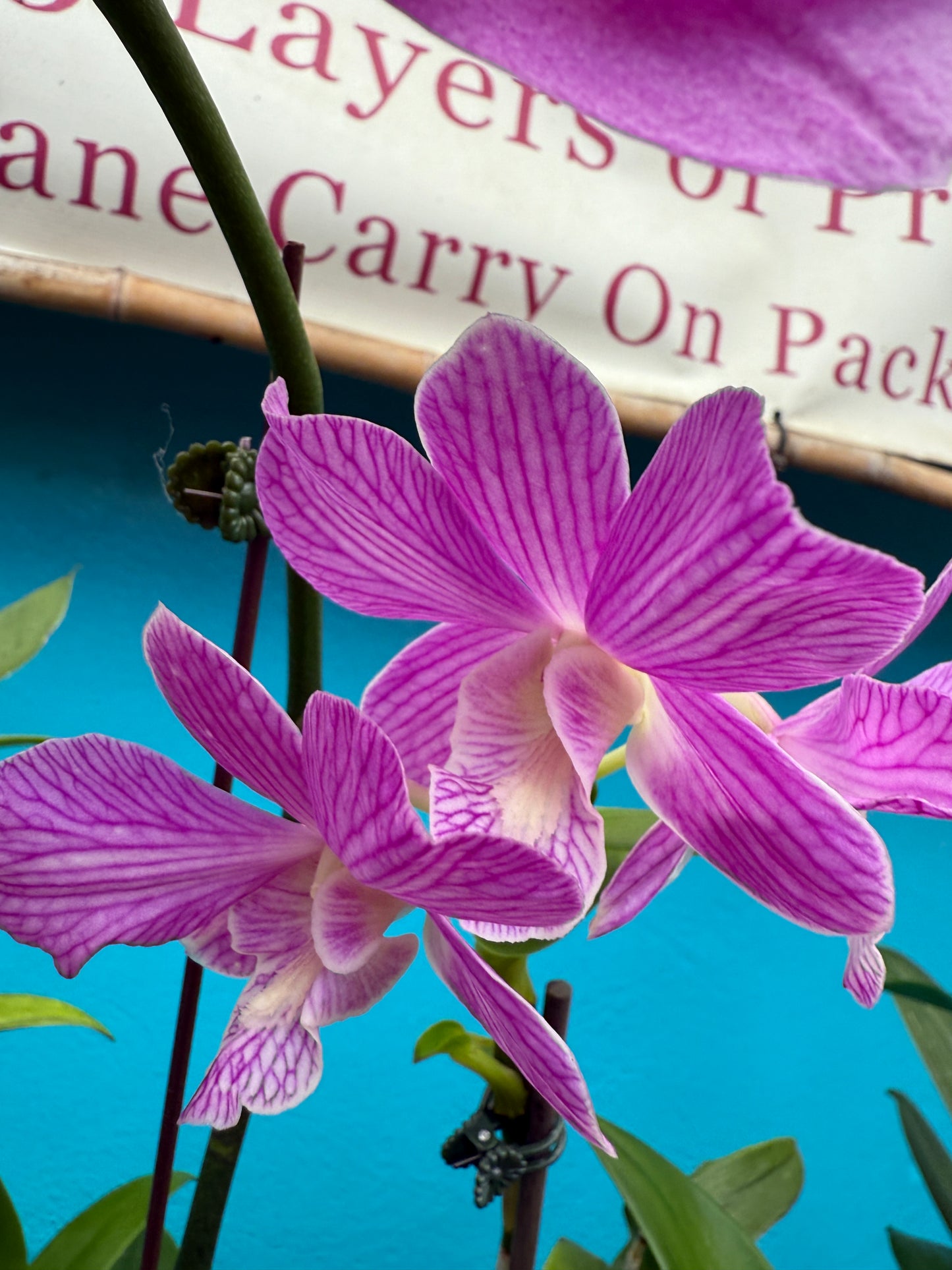 Dendrobium Moon Pearl orchid