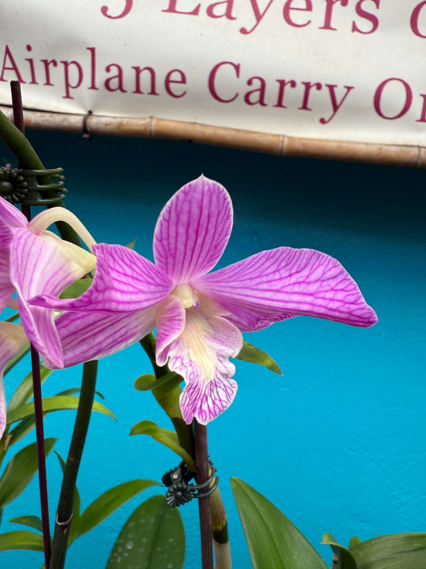 Dendrobium Moon Pearl orchid