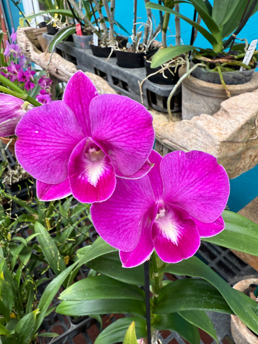 Dendrobium Burana Lucky Pearl orchid