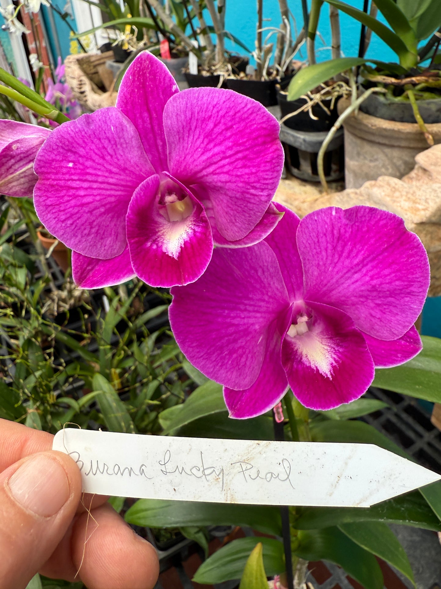 Dendrobium Burana Lucky Pearl orchid