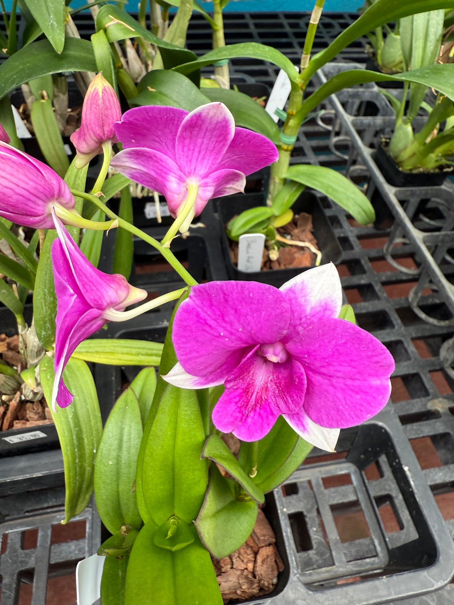 Dendrobium Burana 'Paragon' orchid